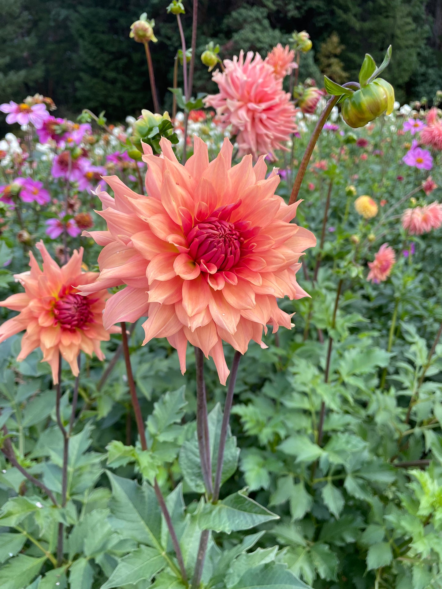 Terracotta Dahlia Tuber
