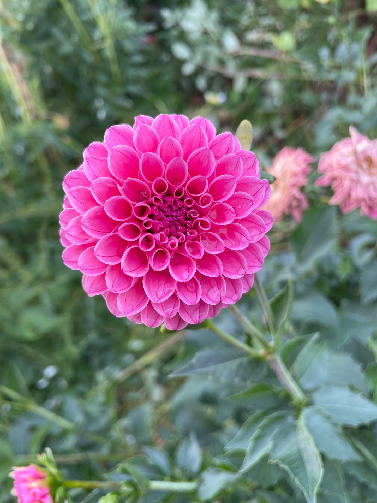 Rebecca Lynn Dahlia Tuber