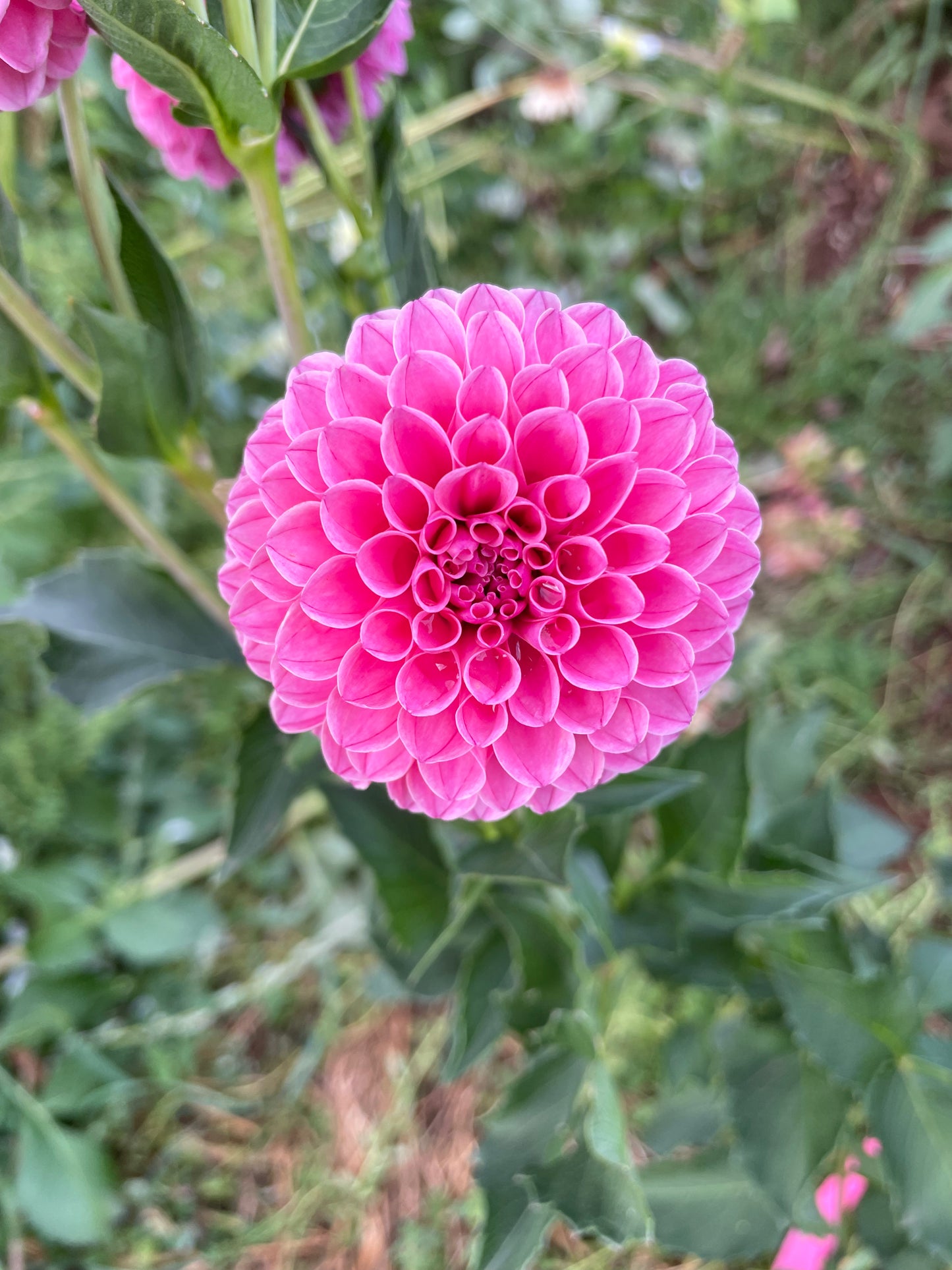Rebecca Lynn Dahlia Tuber
