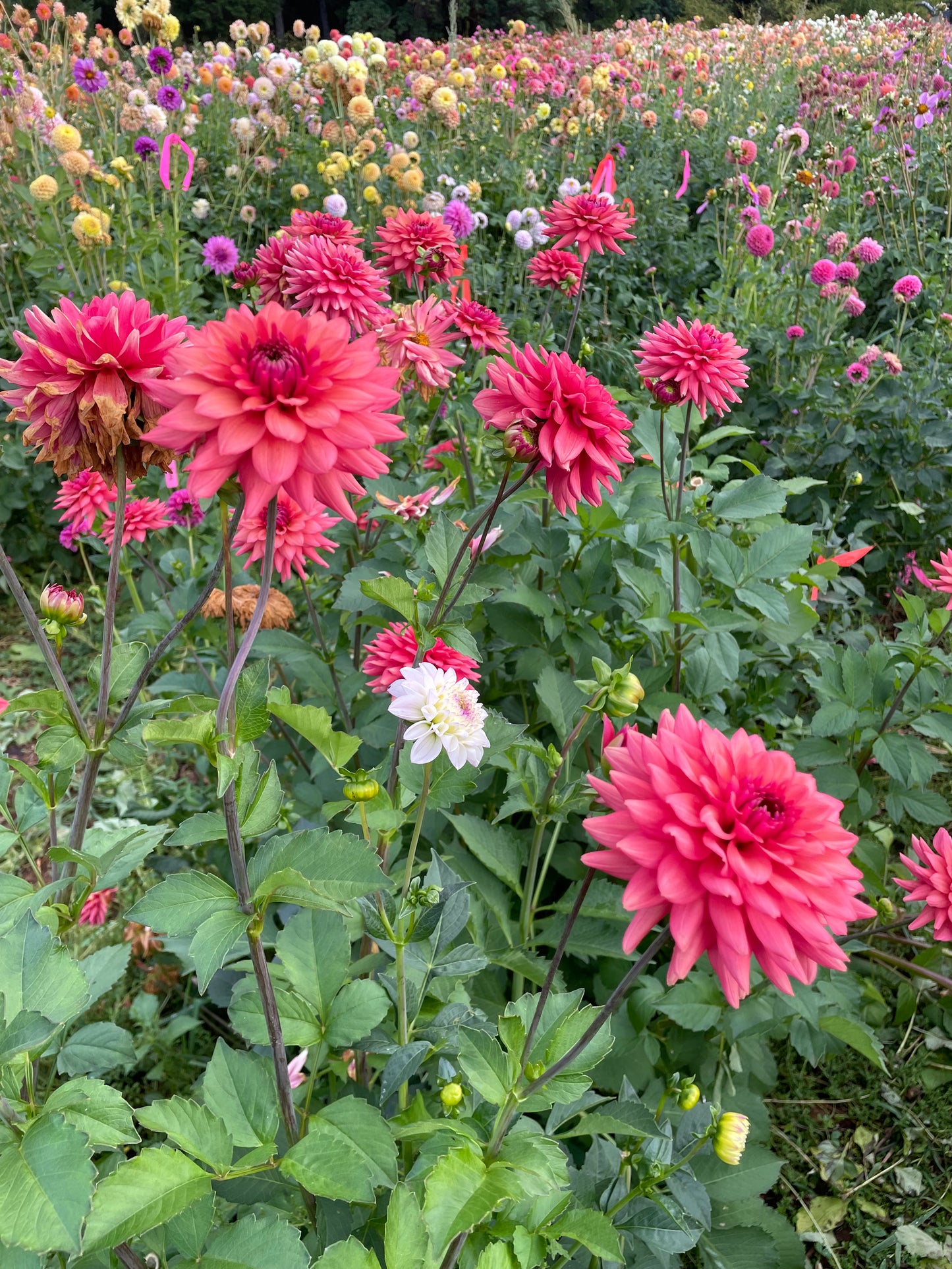Cheers Dahlia Tuber