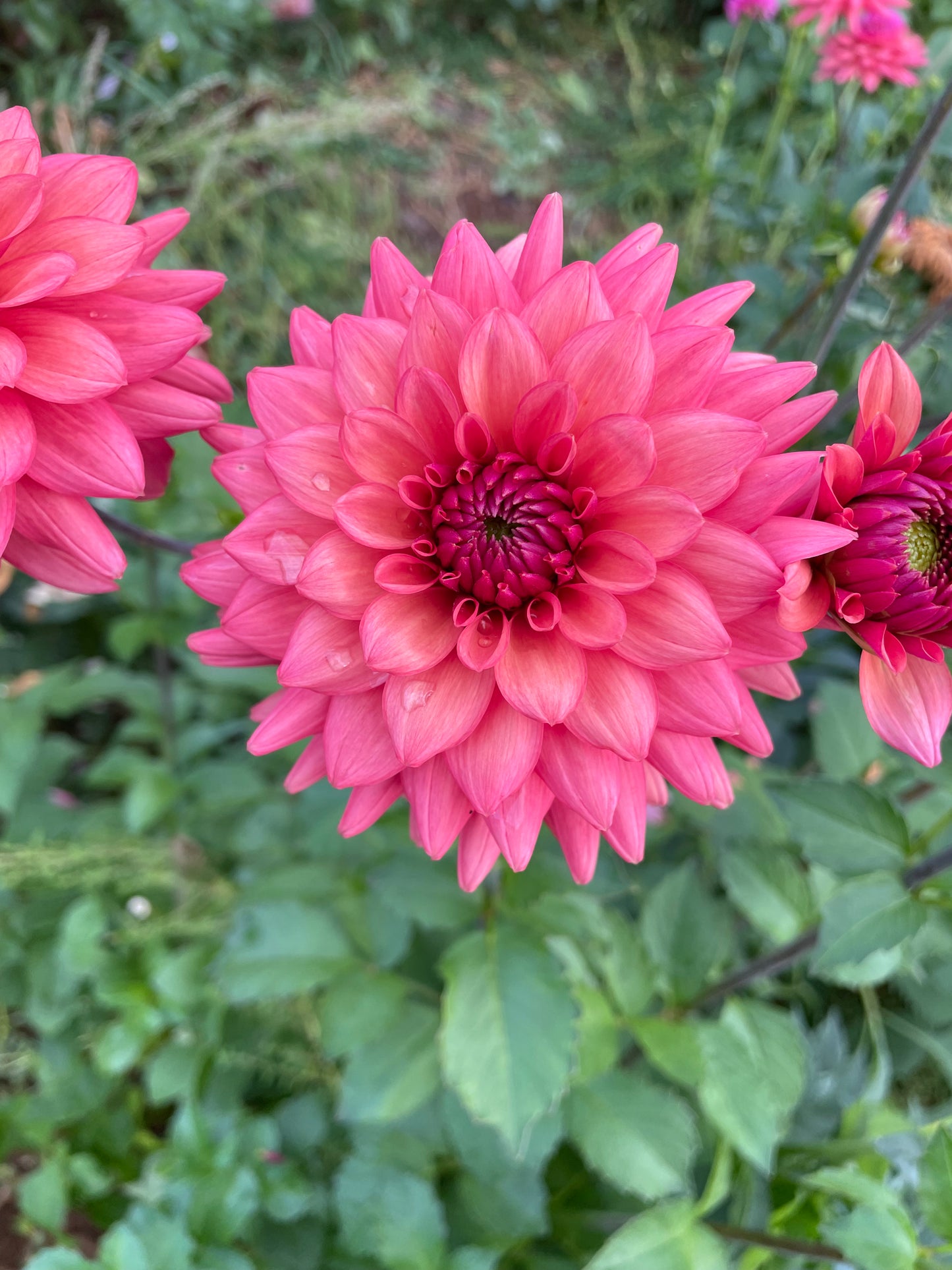 Cheers Dahlia Tuber