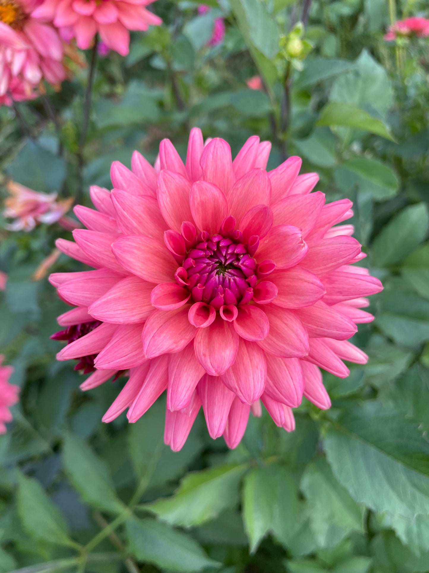 Cheers Dahlia Tuber