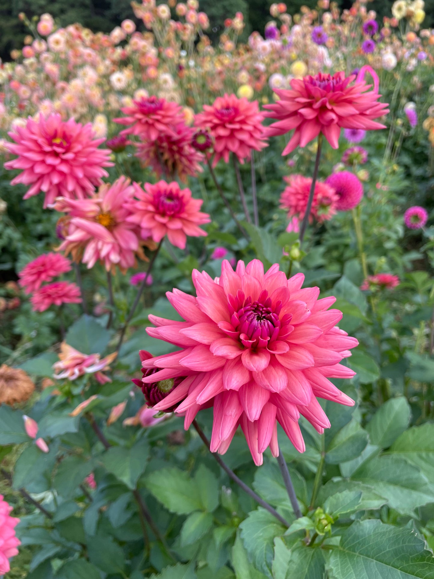 Cheers Dahlia Tuber