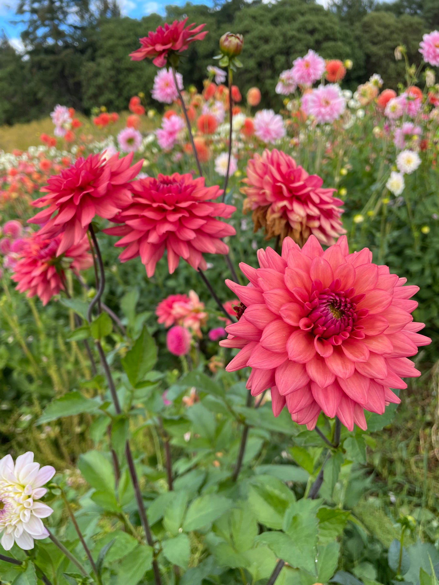 Cheers Dahlia Tuber