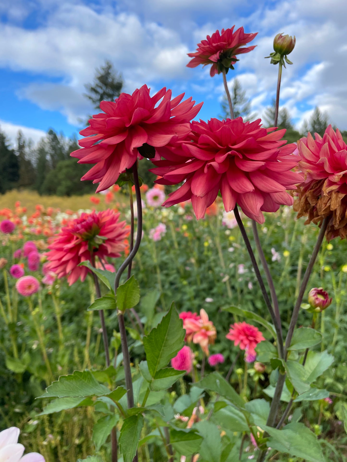 Cheers Dahlia Tuber