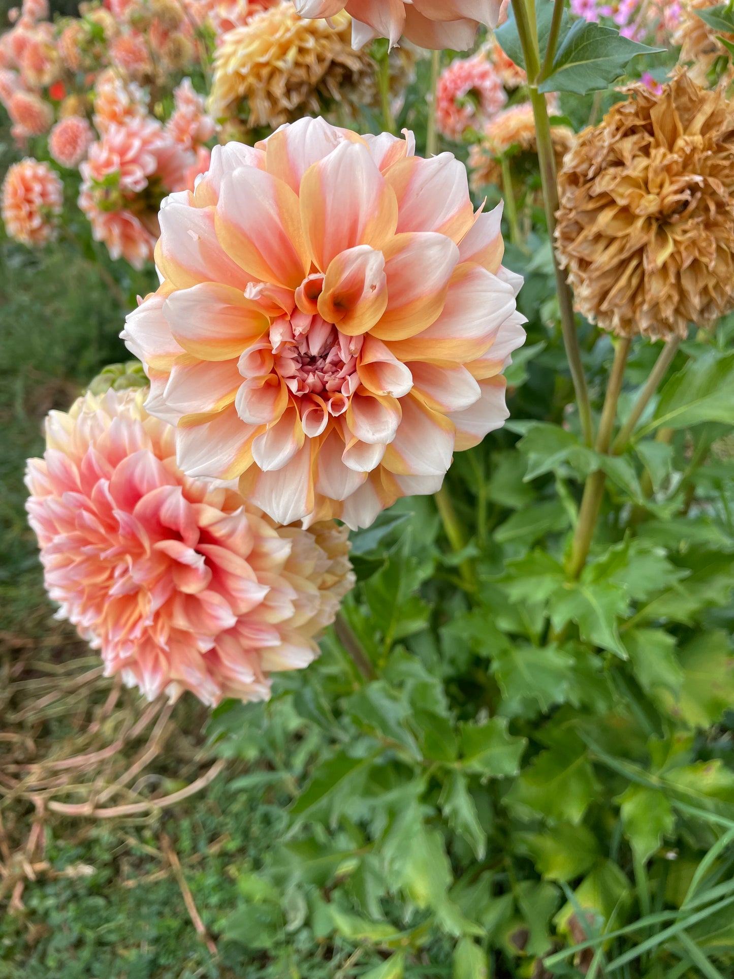 Hollyhill Orange Ice Dahlia Tuber