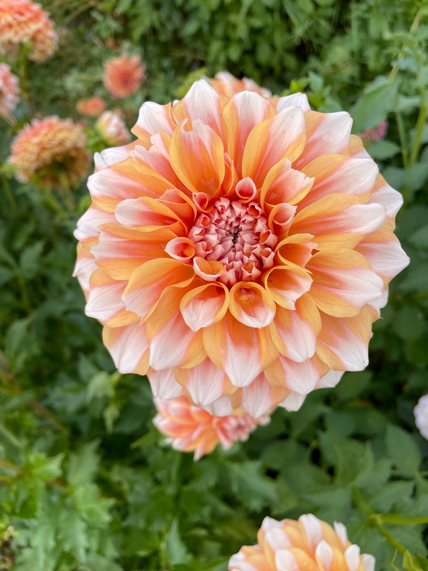 Hollyhill Orange Ice Dahlia Tuber