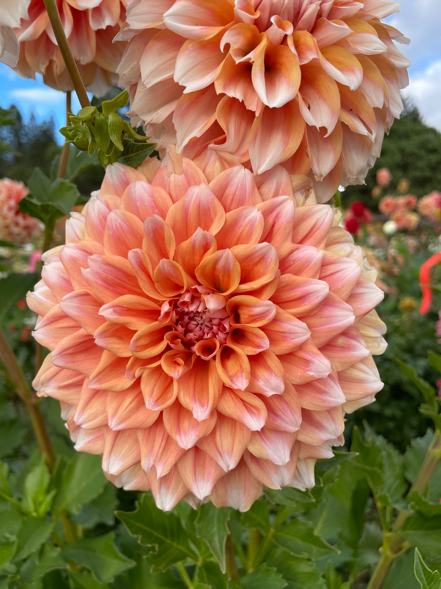 Hollyhill Orange Ice Dahlia Tuber