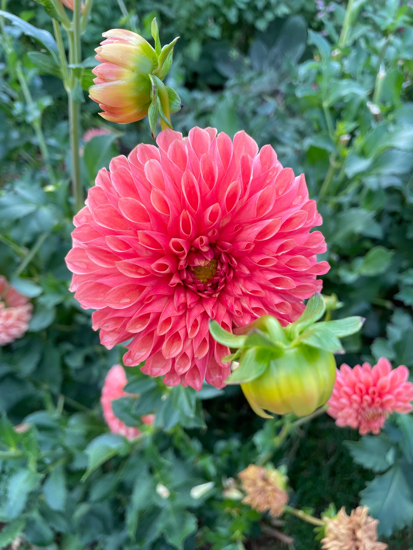 Jowey Linda Dahlia Tuber