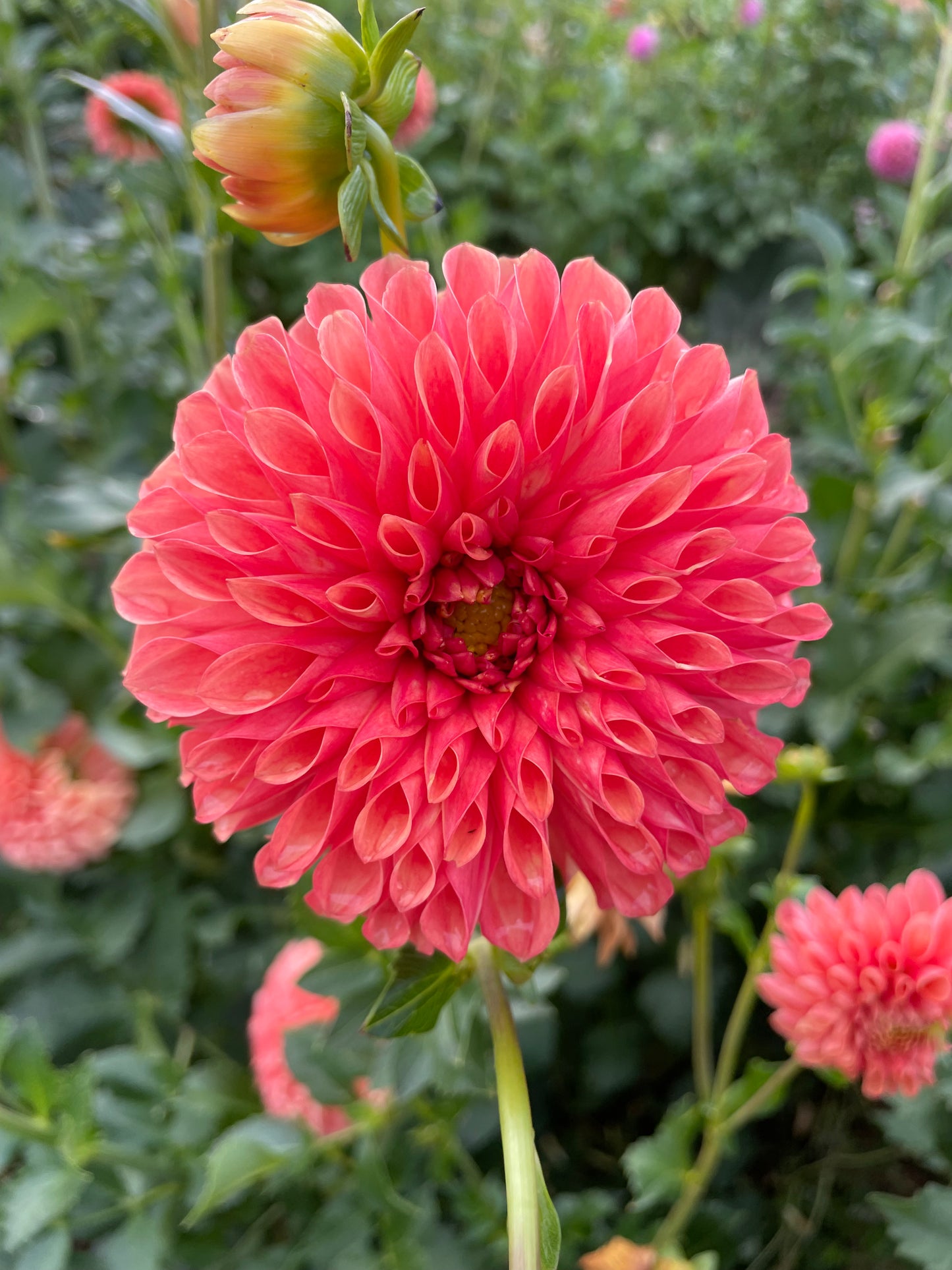 Jowey Linda Dahlia Tuber