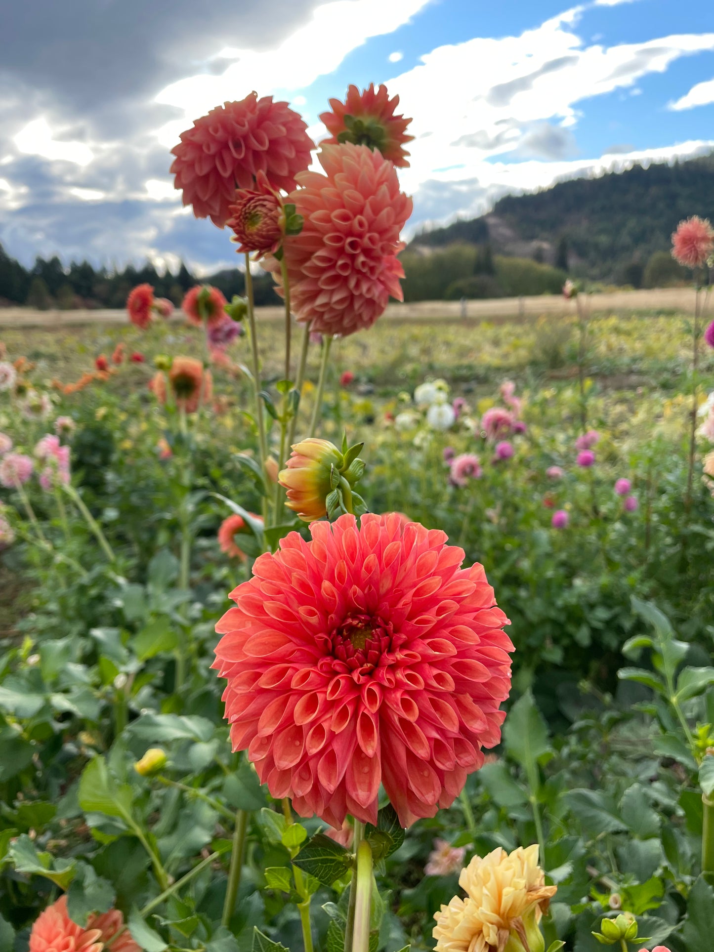 Jowey Linda Dahlia Tuber