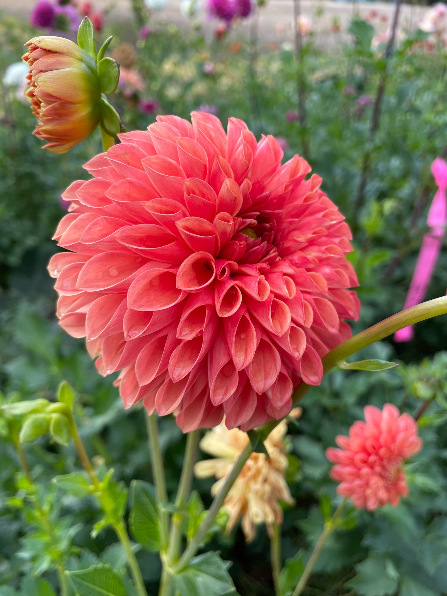 Jowey Linda Dahlia Tuber