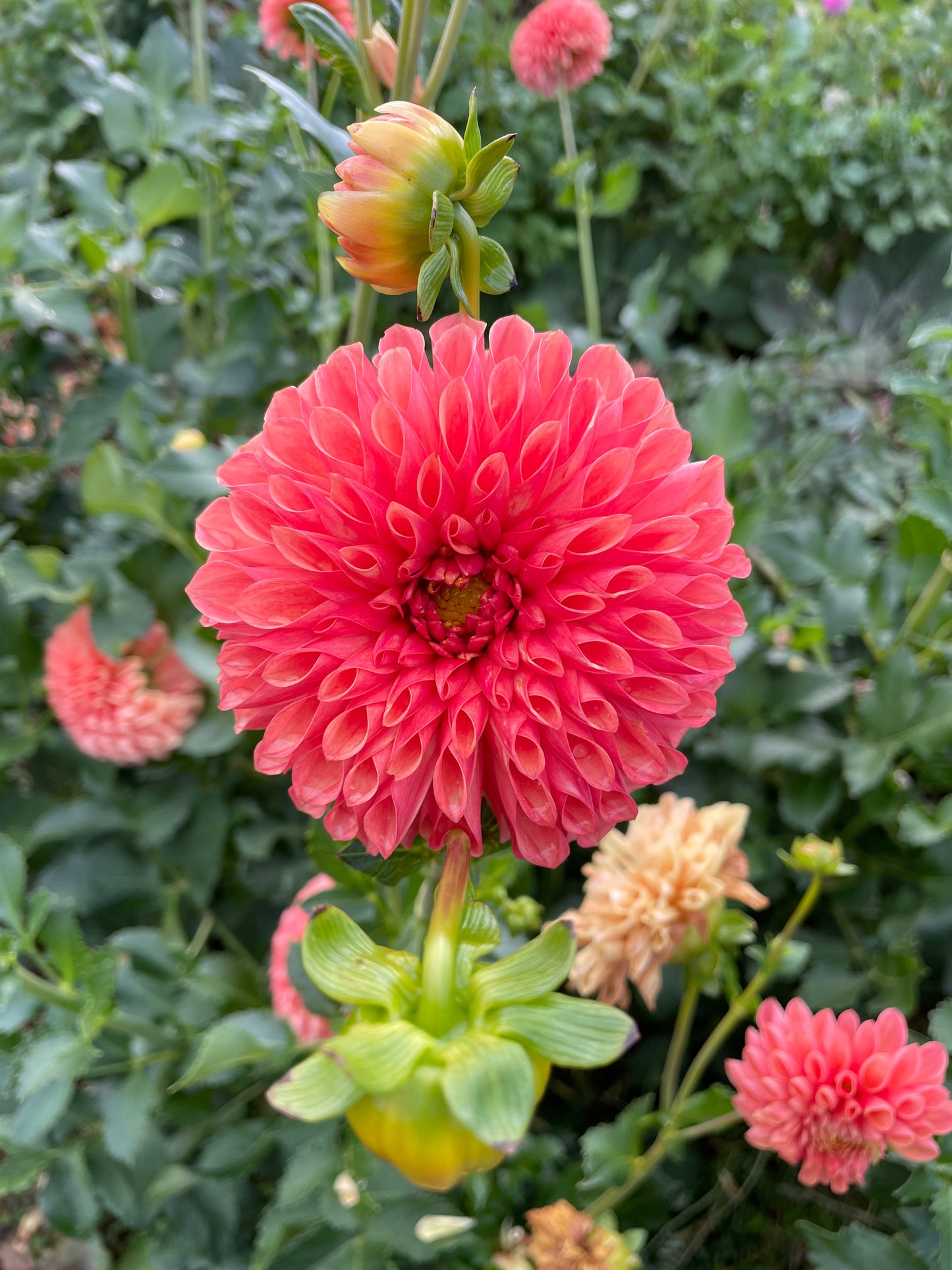 Jowey Linda Dahlia Tuber