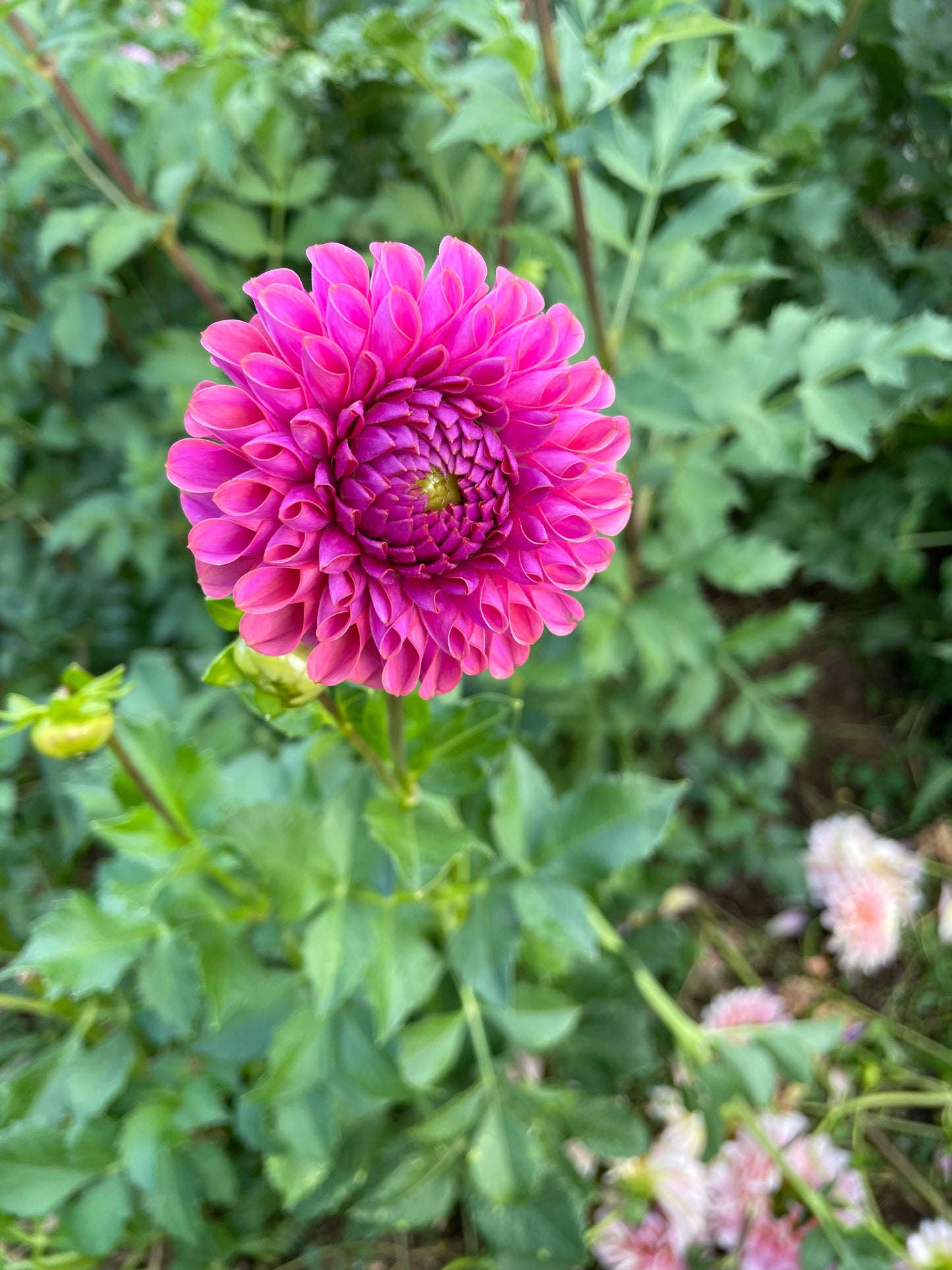 Isabel Dahlia Tuber