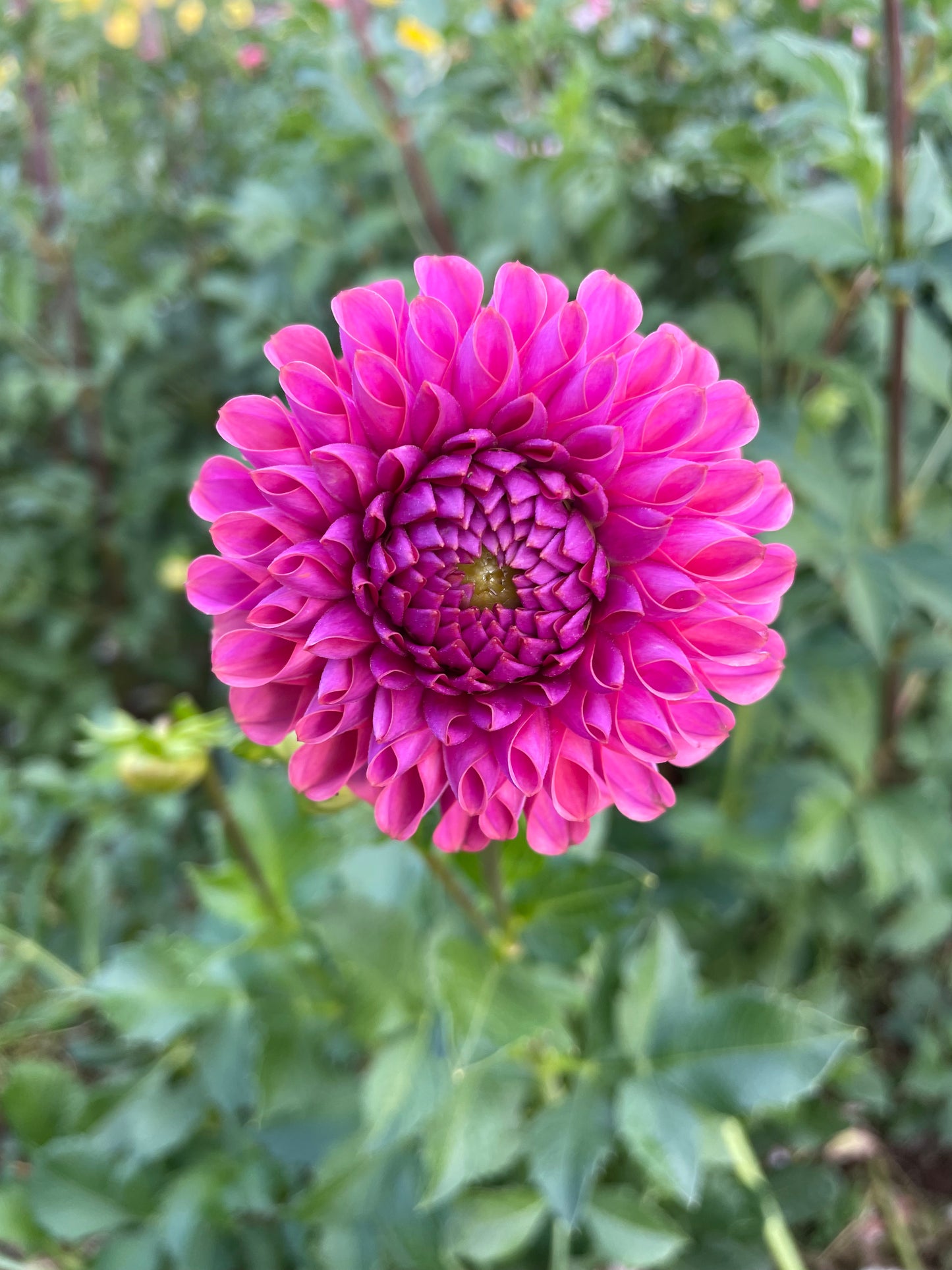 Isabel Dahlia Tuber
