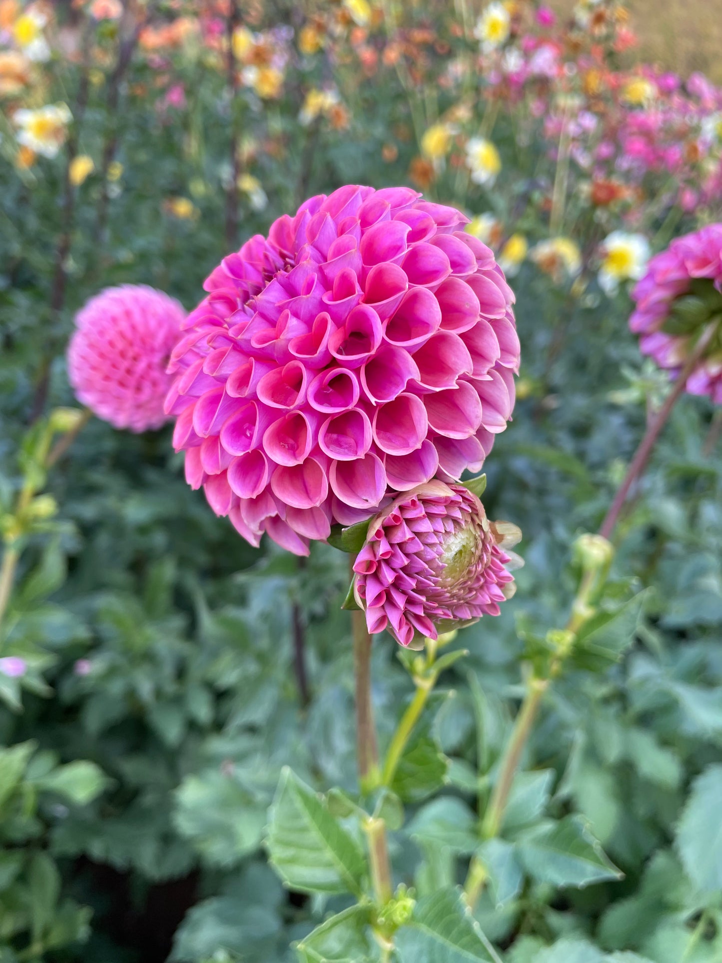 Isabel Dahlia Tuber