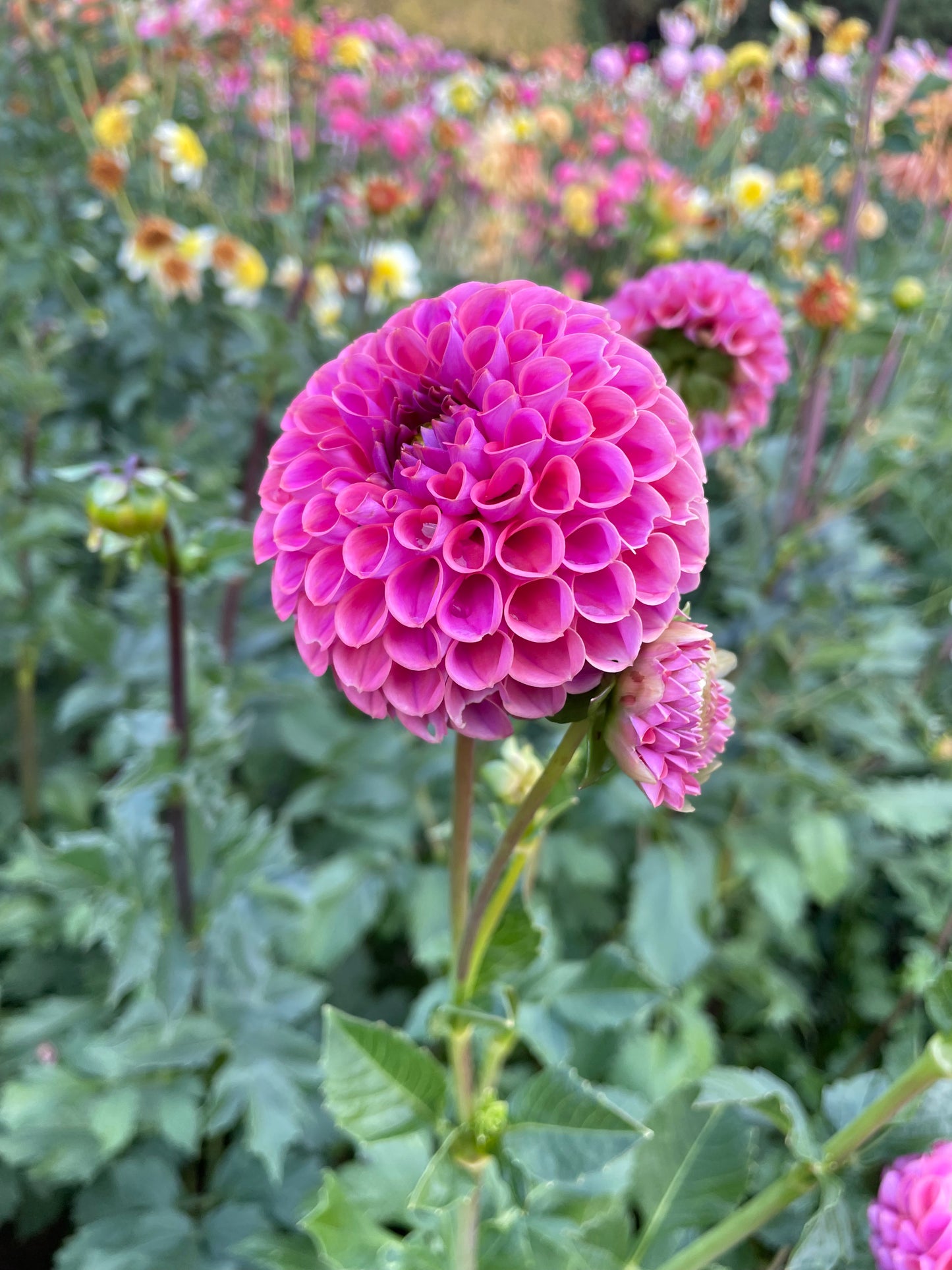 Isabel Dahlia Tuber