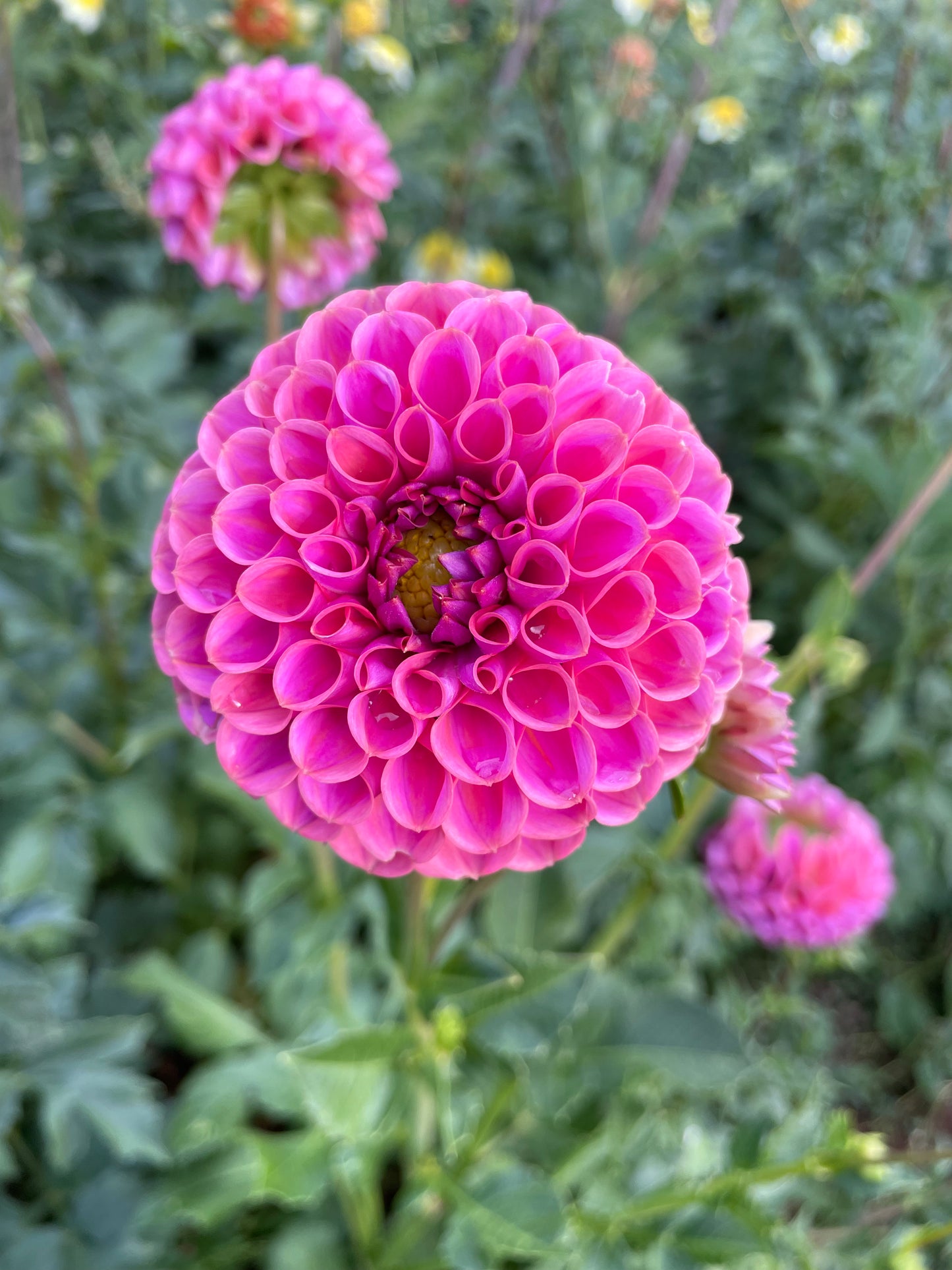 Isabel Dahlia Tuber
