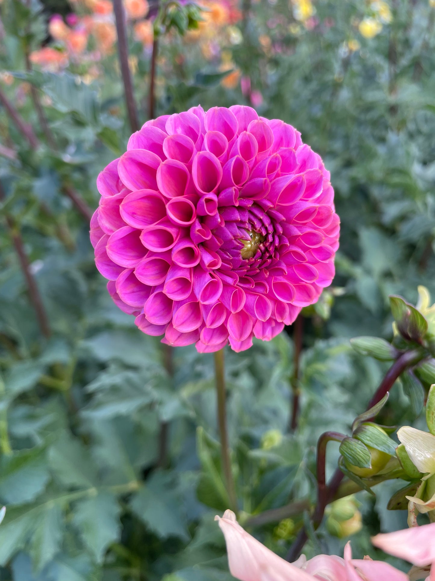 Isabel Dahlia Tuber