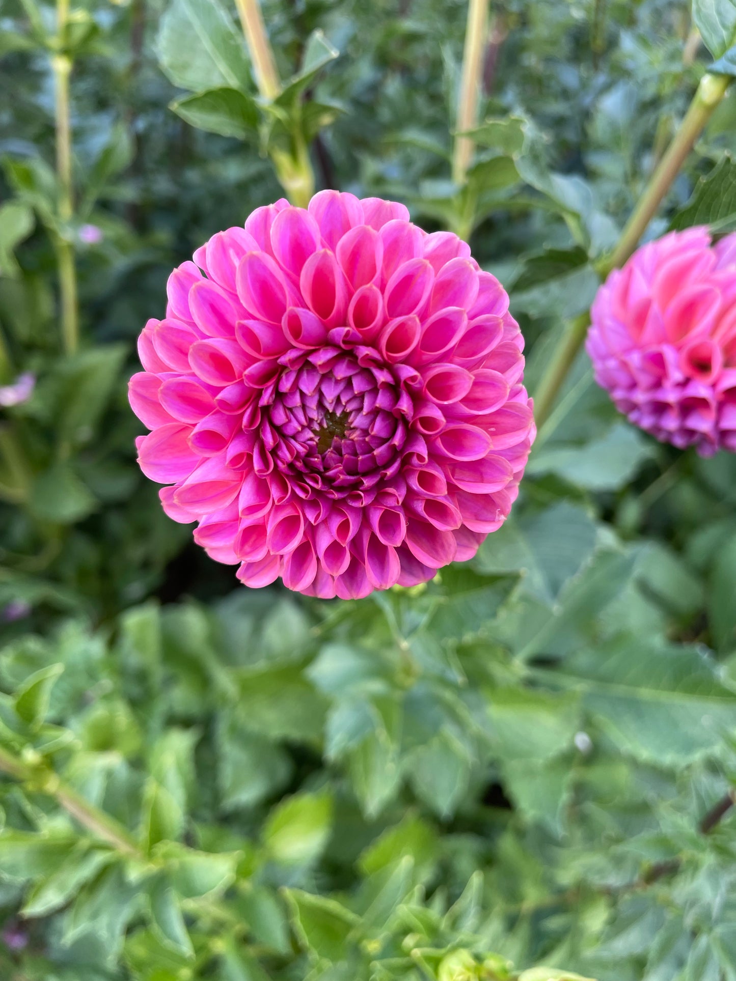 Isabel Dahlia Tuber