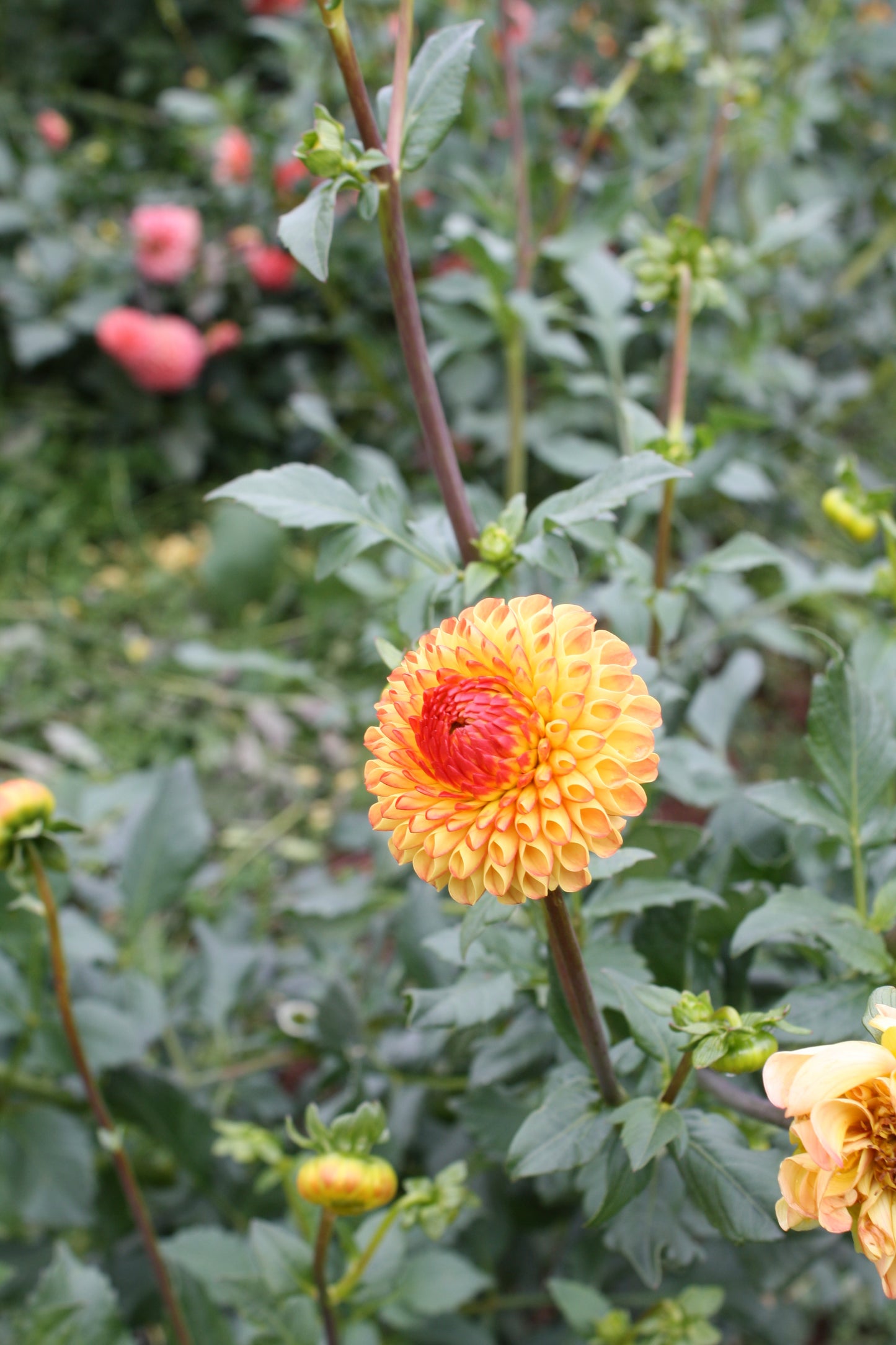 Mrs Kennedy Dahlia Tuber