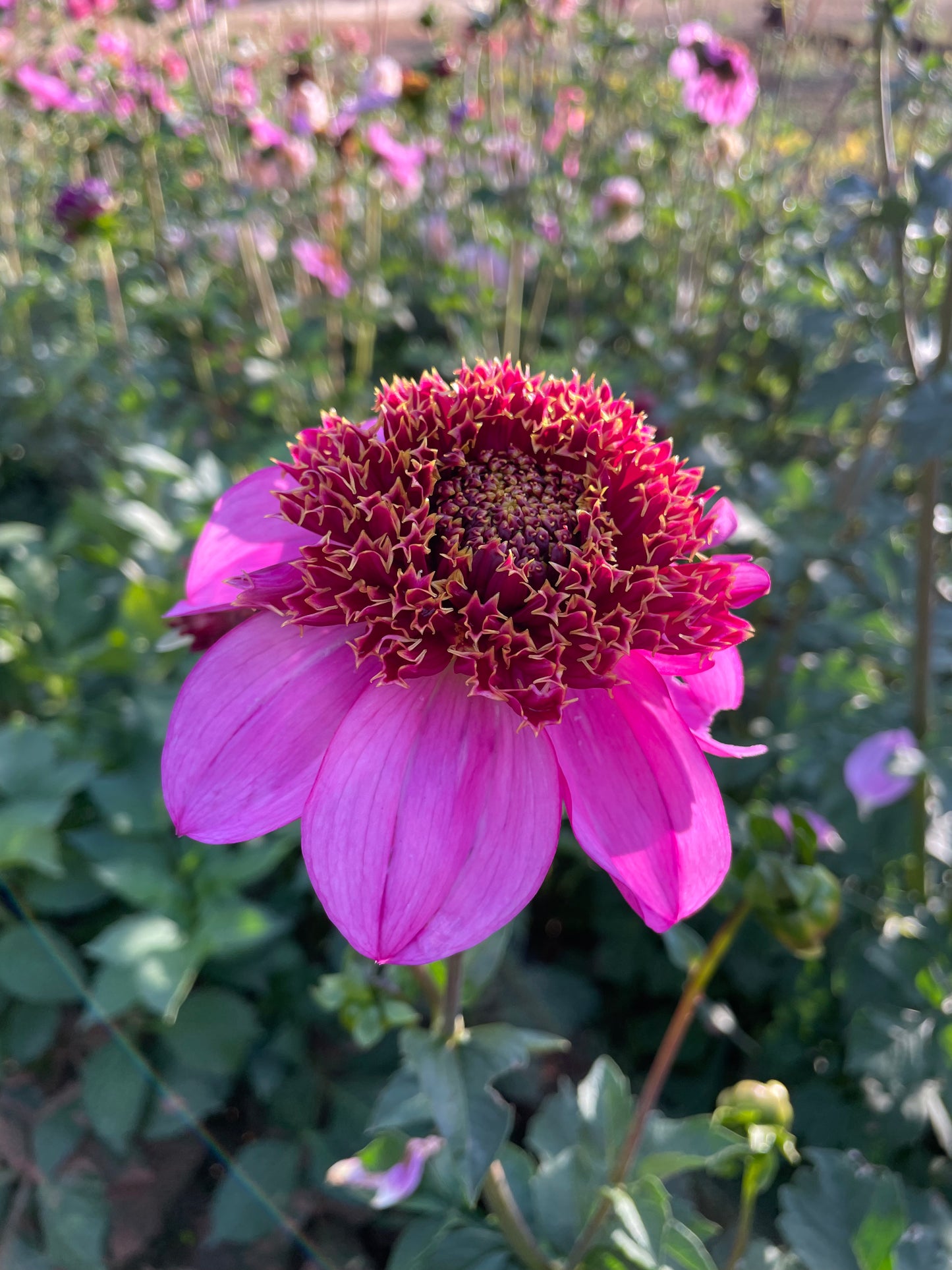 Dad's Favorite Dahlia Tuber