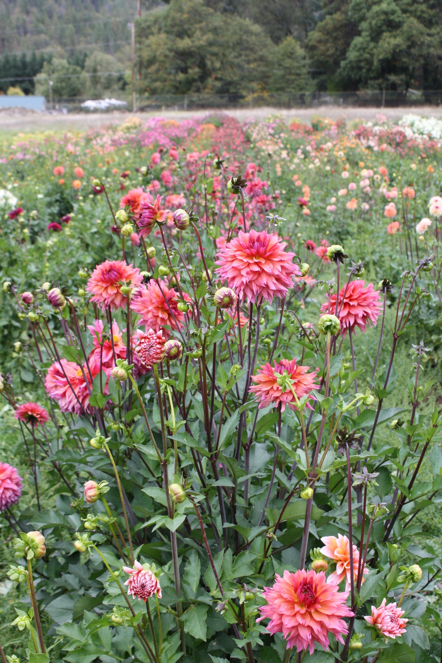 Sonic Bloom Dahlia Tuber
