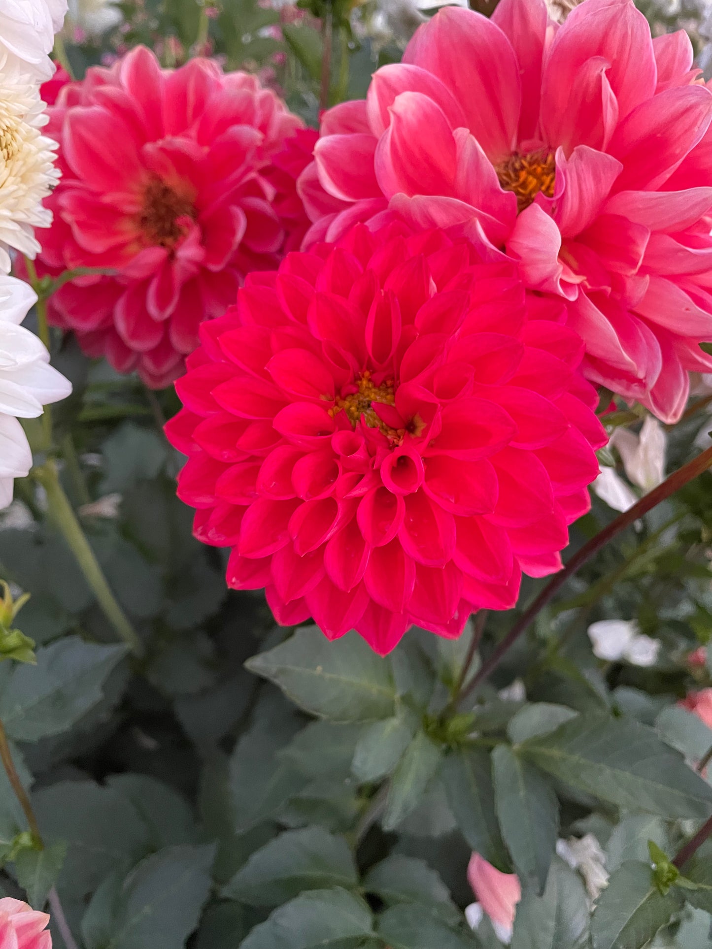 Tempest Dahlia Tuber