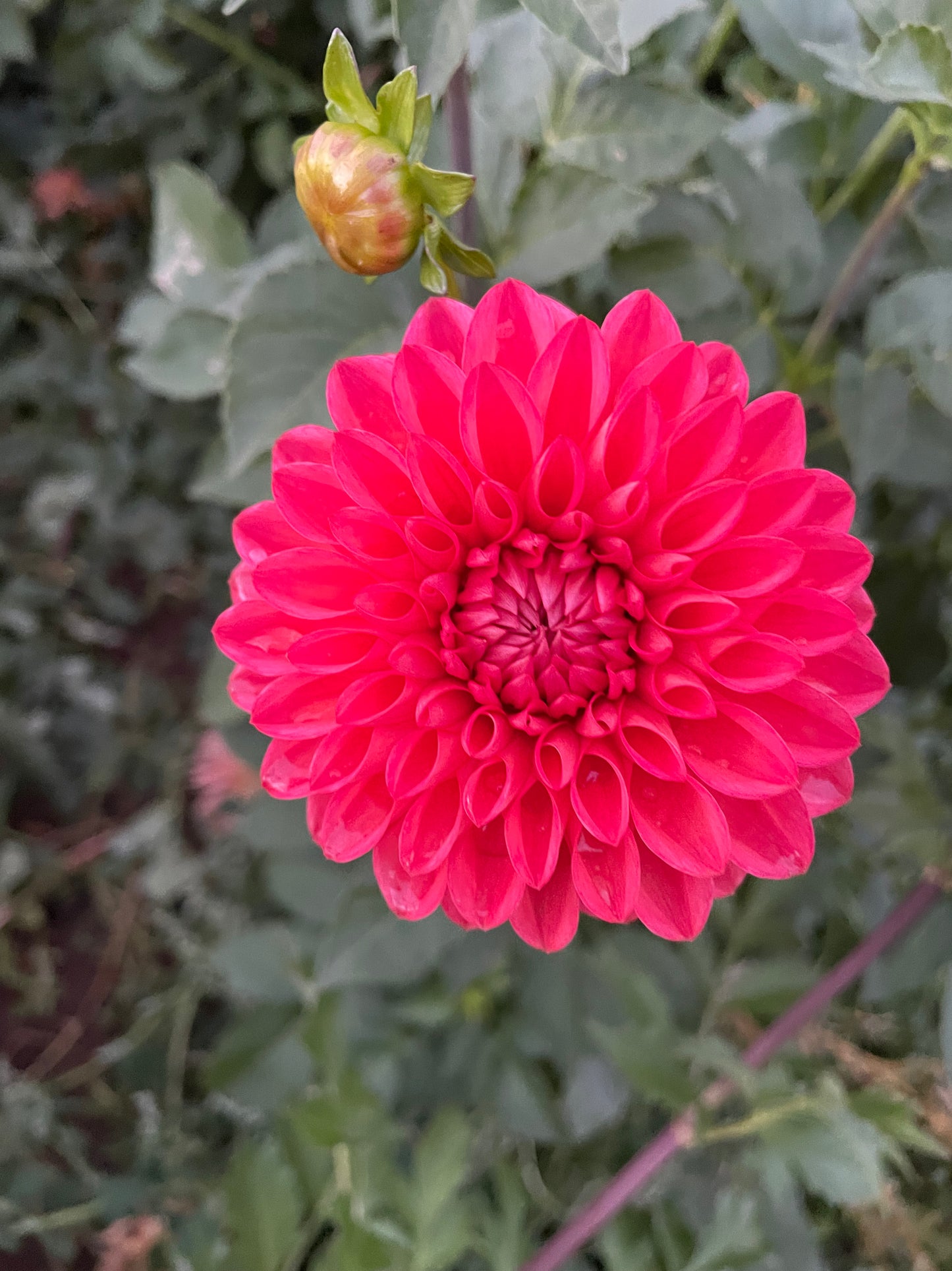 Tempest Dahlia Tuber