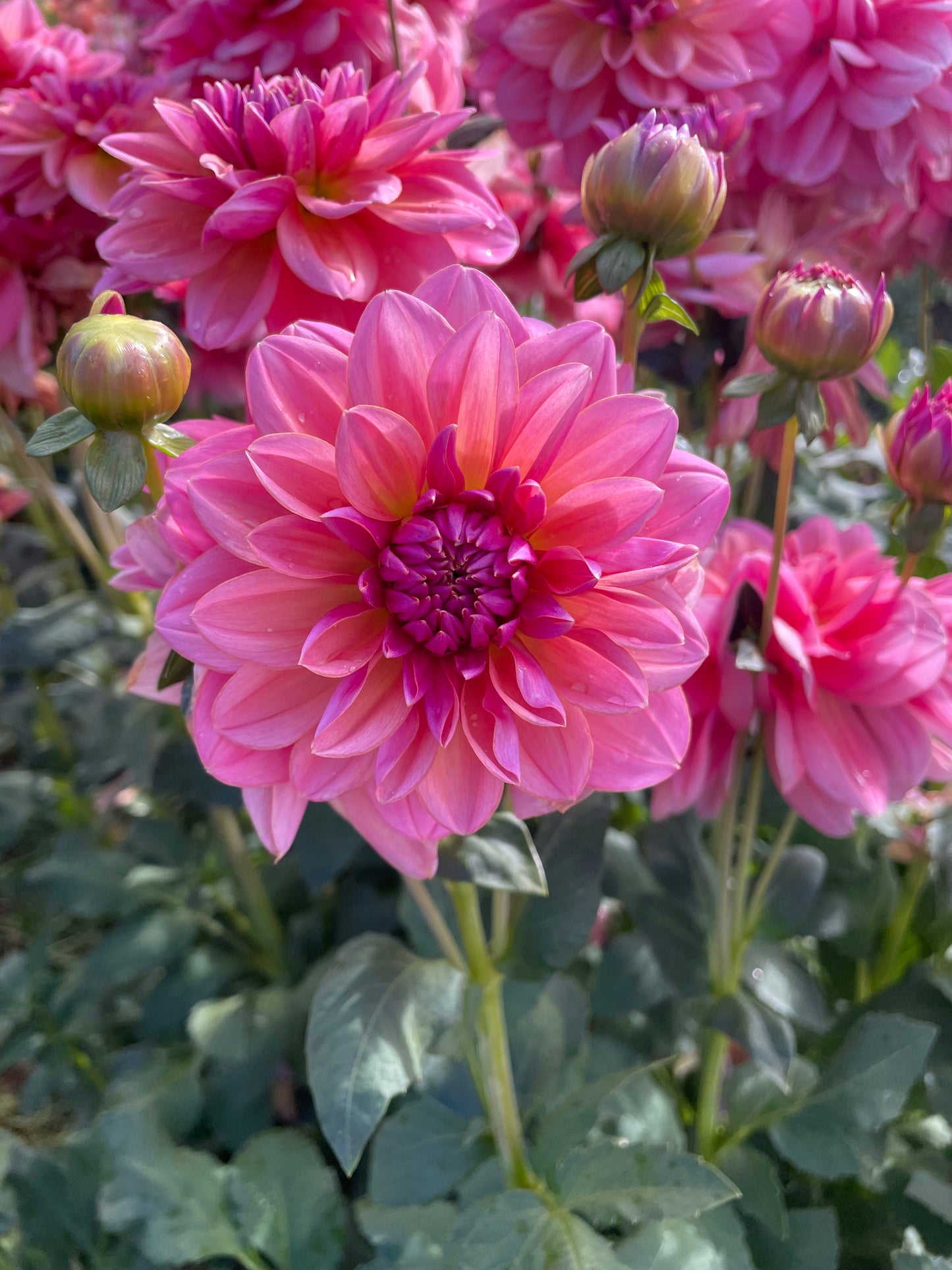 Southern Belle Dahlia Tuber