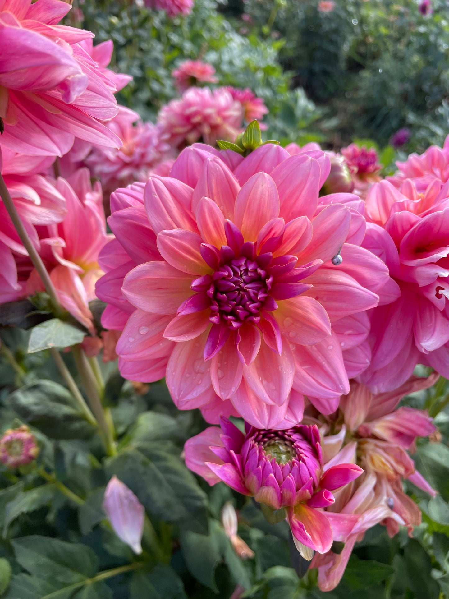 Southern Belle Dahlia Tuber