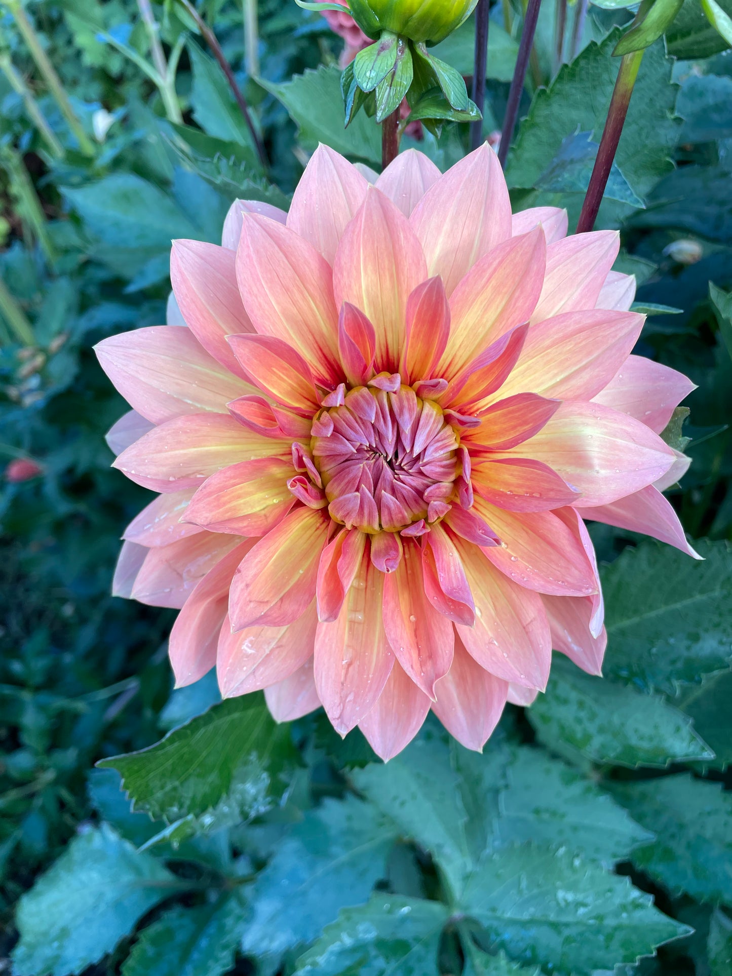 Nicholas Dahlia Tuber