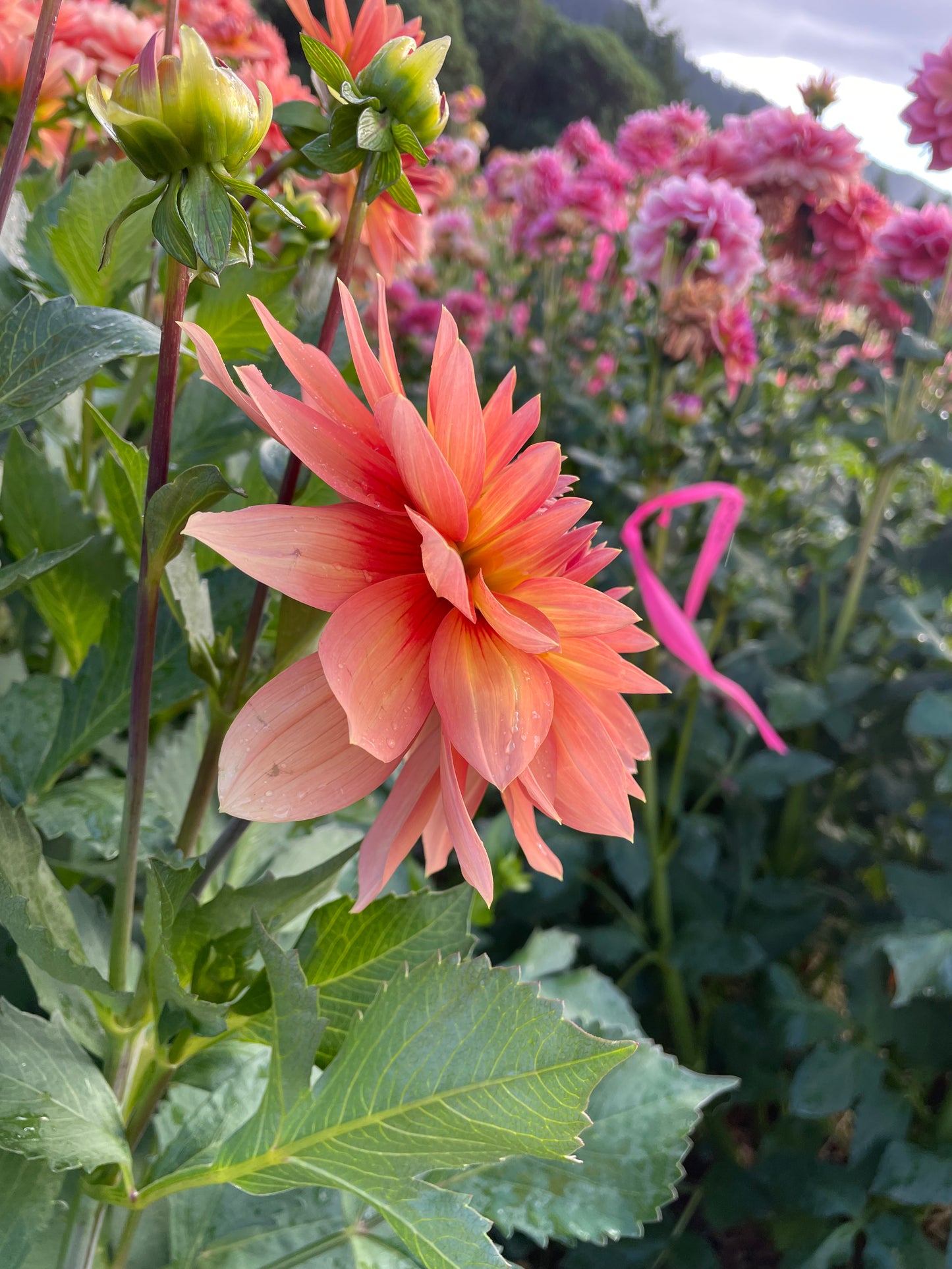 Nicholas Dahlia Tuber