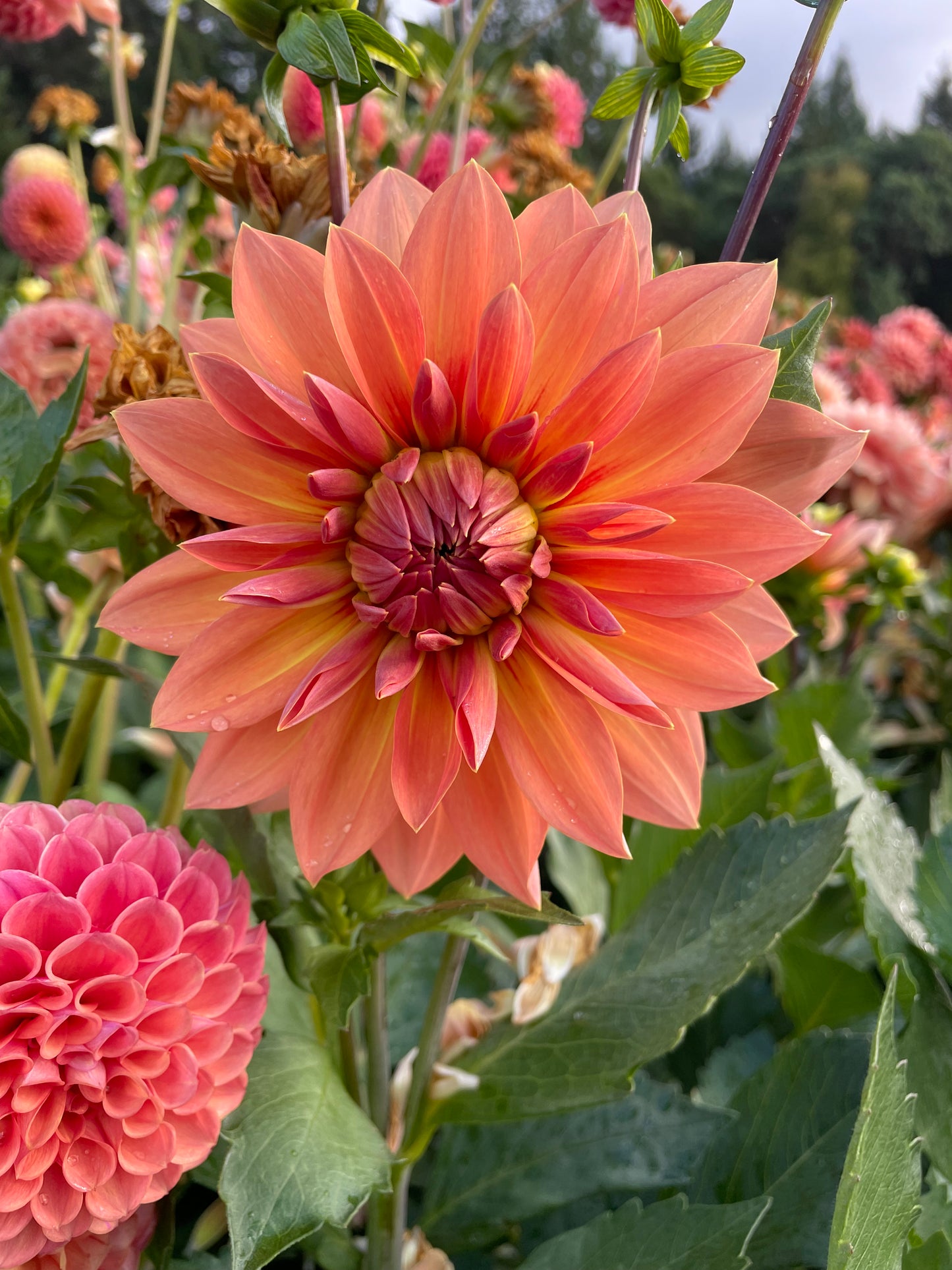 Nicholas Dahlia Tuber
