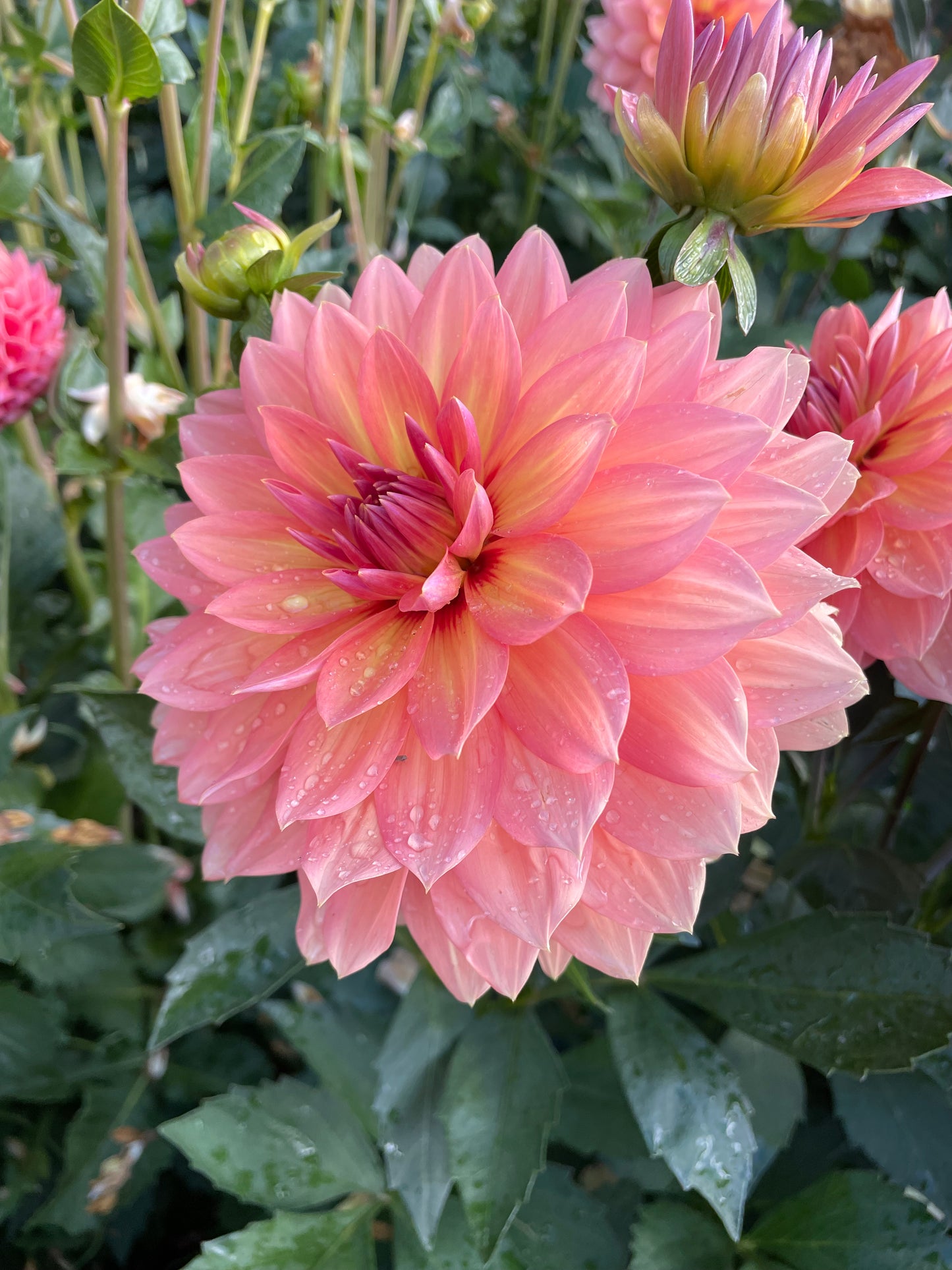 Nicholas Dahlia Tuber