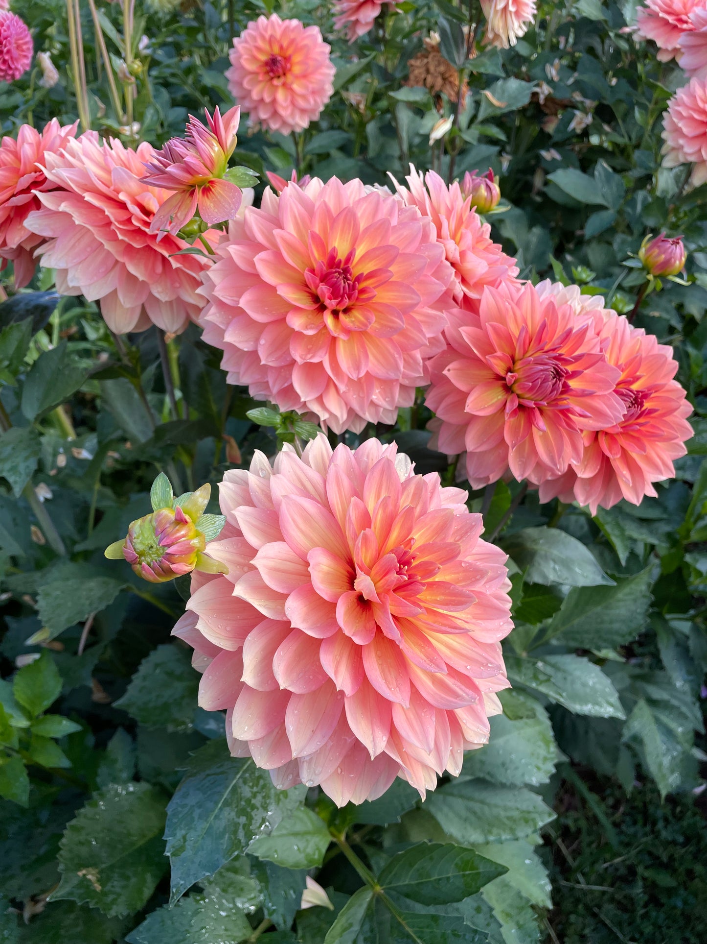 Nicholas Dahlia Tuber