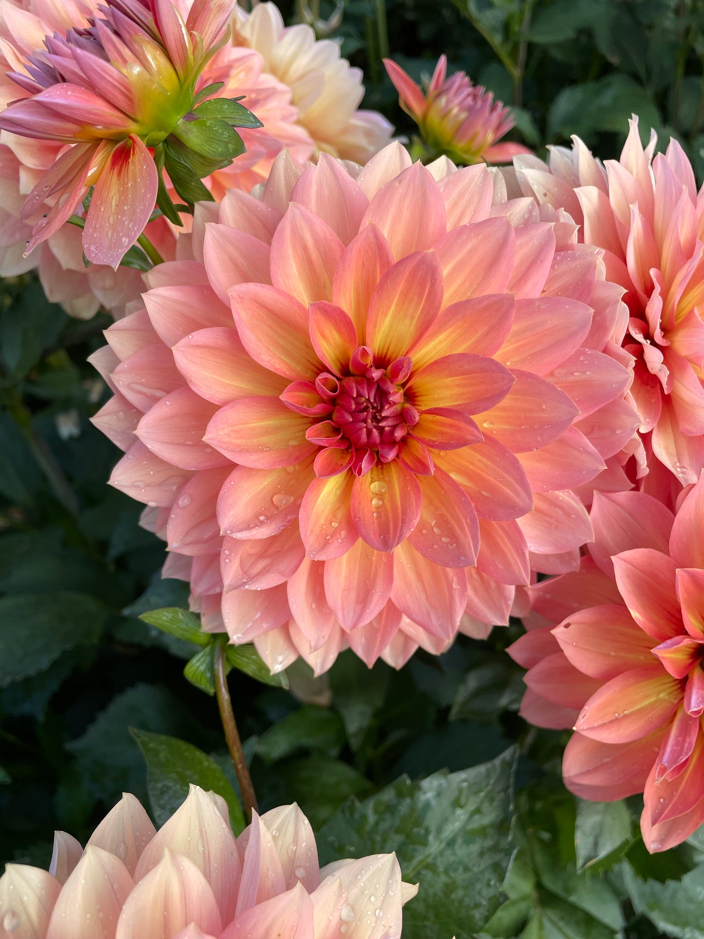 Nicholas Dahlia Tuber