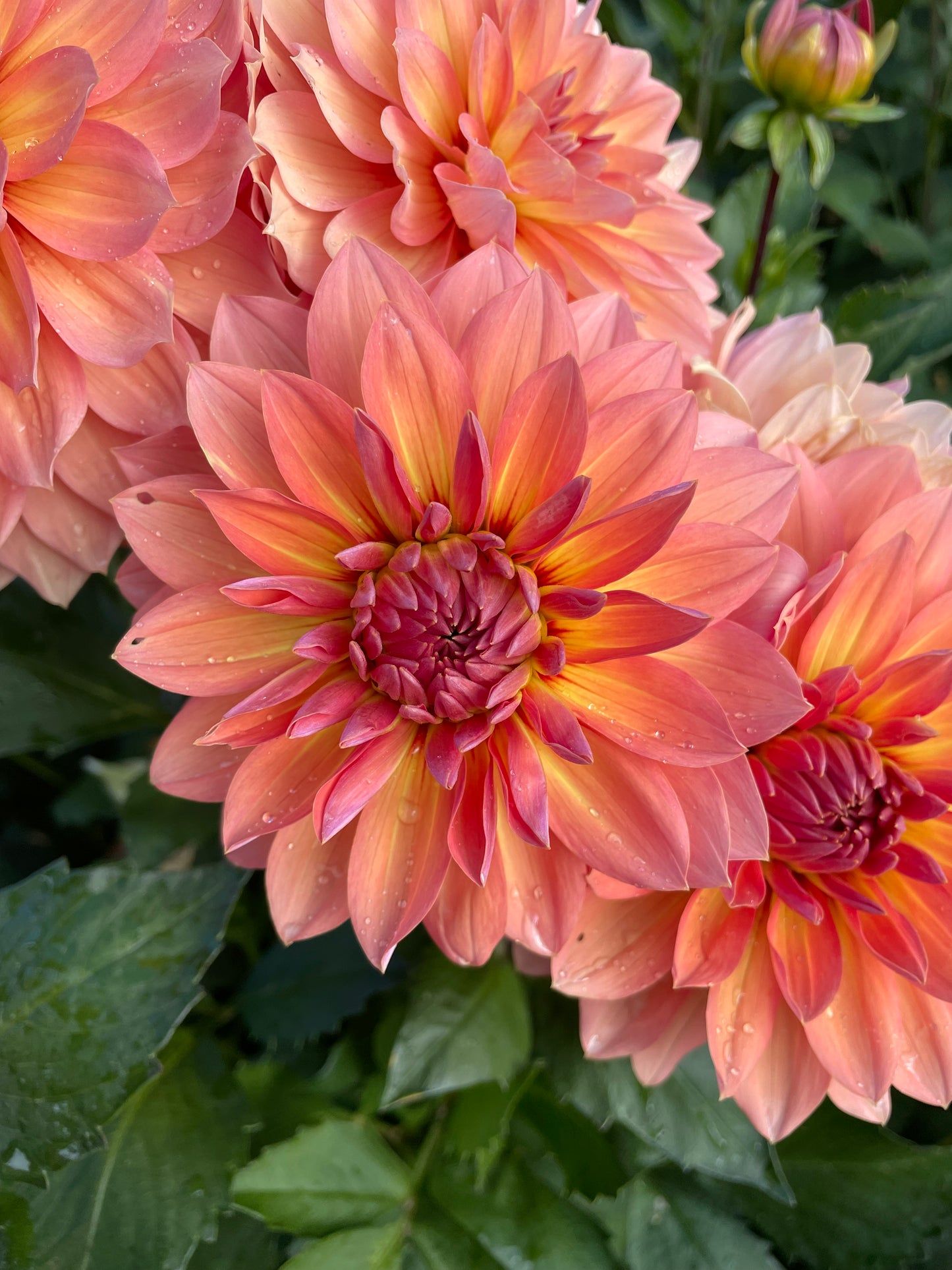 Nicholas Dahlia Tuber