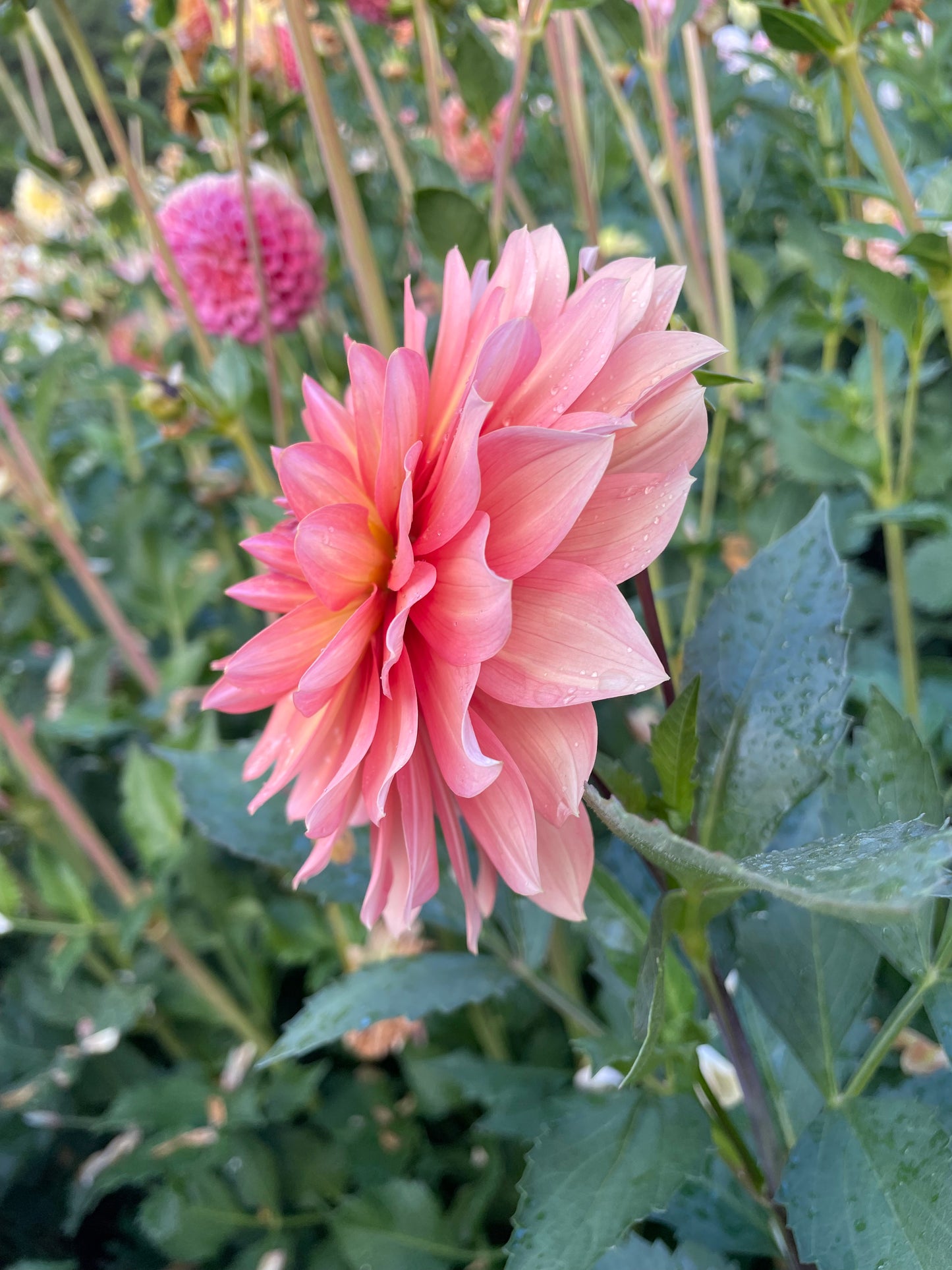 Nicholas Dahlia Tuber