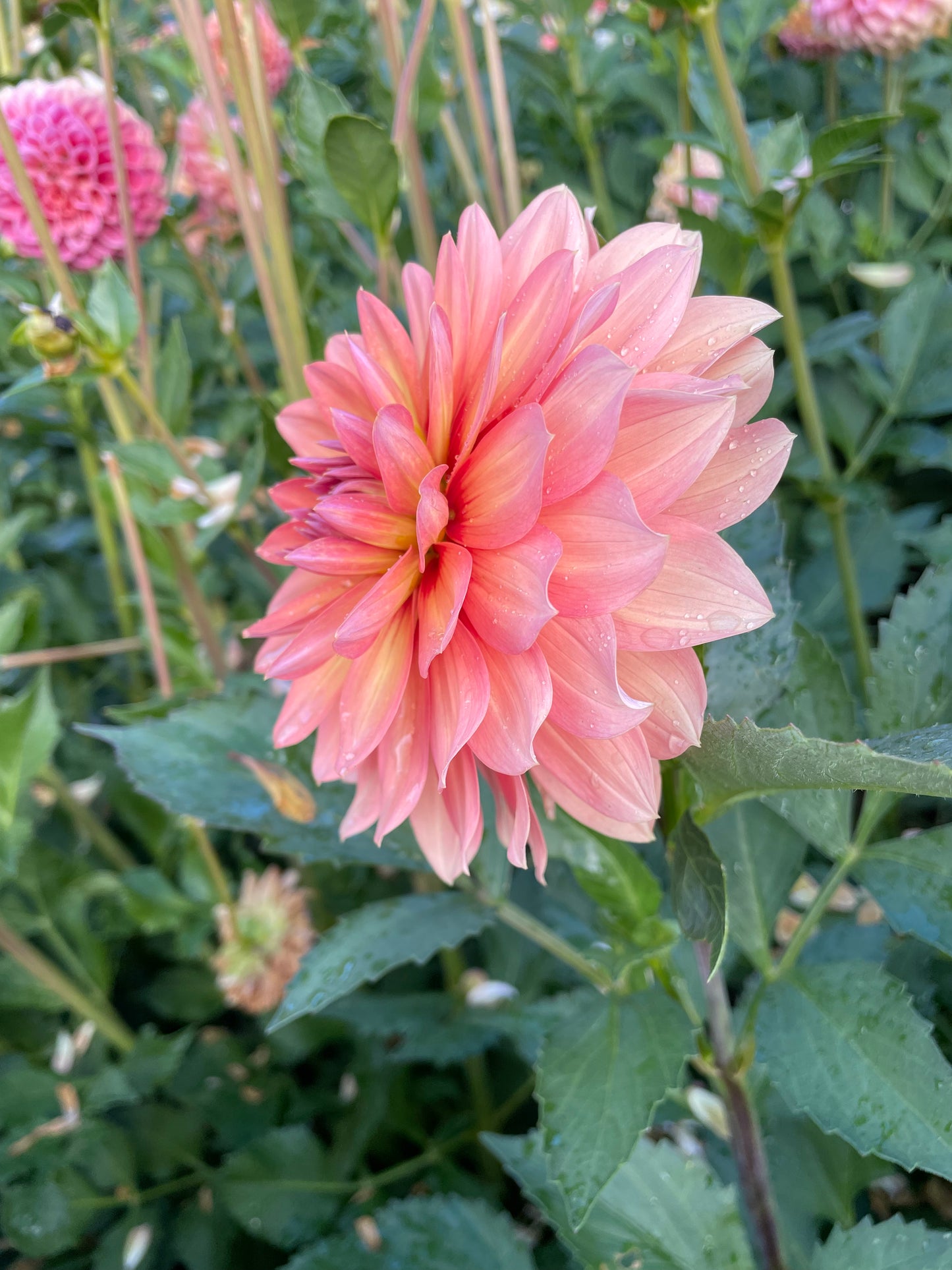 Nicholas Dahlia Tuber