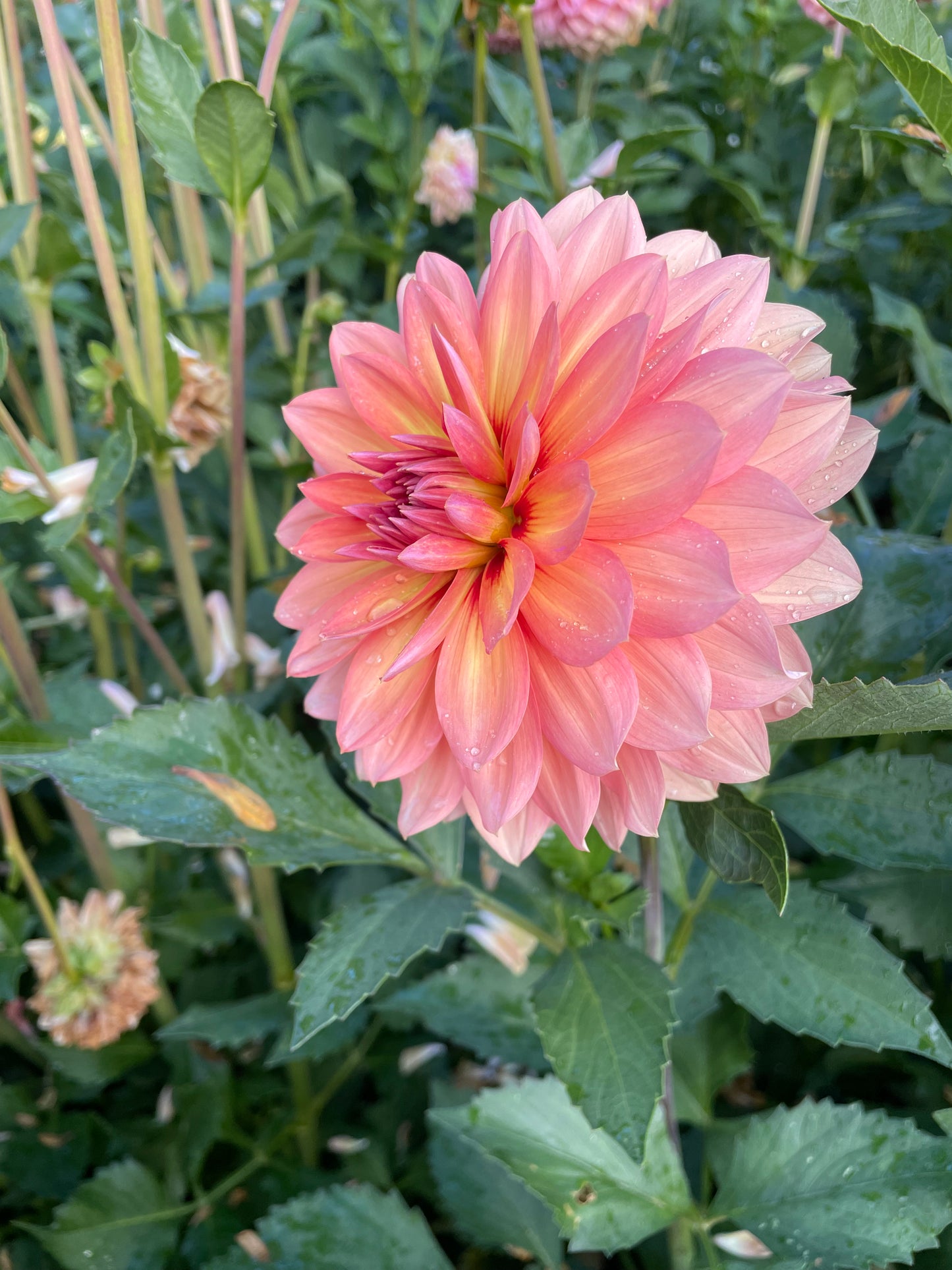 Nicholas Dahlia Tuber