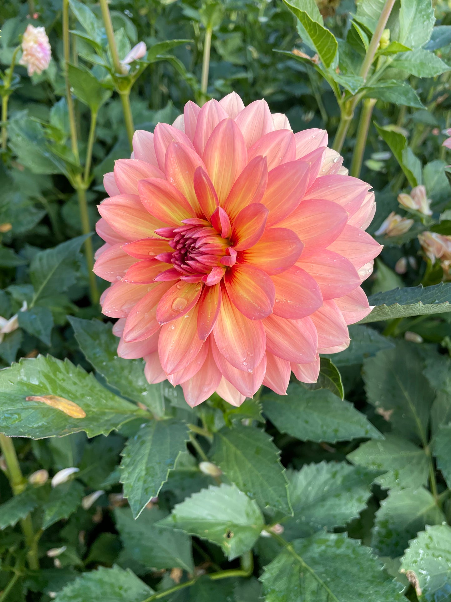 Nicholas Dahlia Tuber