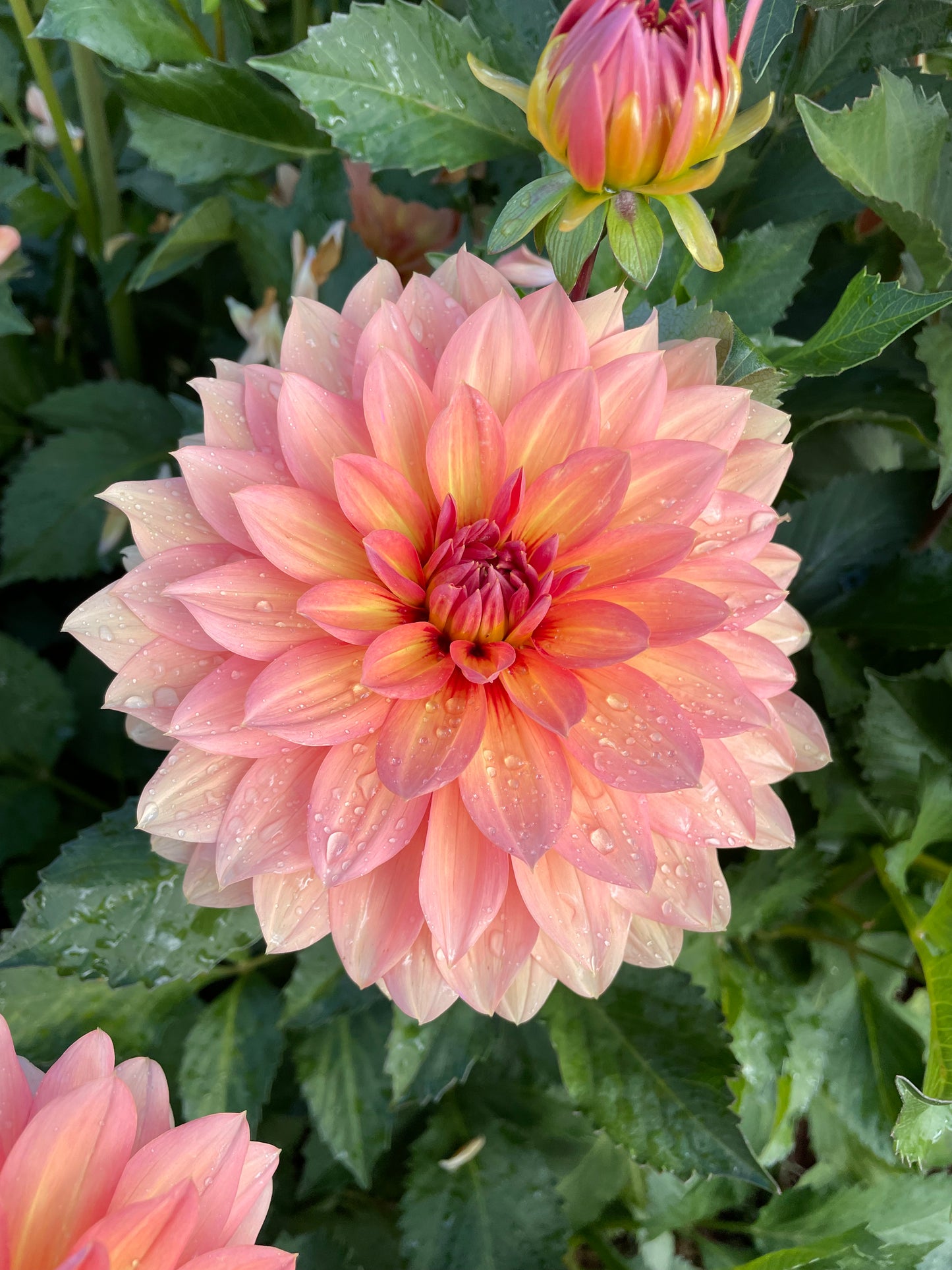 Nicholas Dahlia Tuber