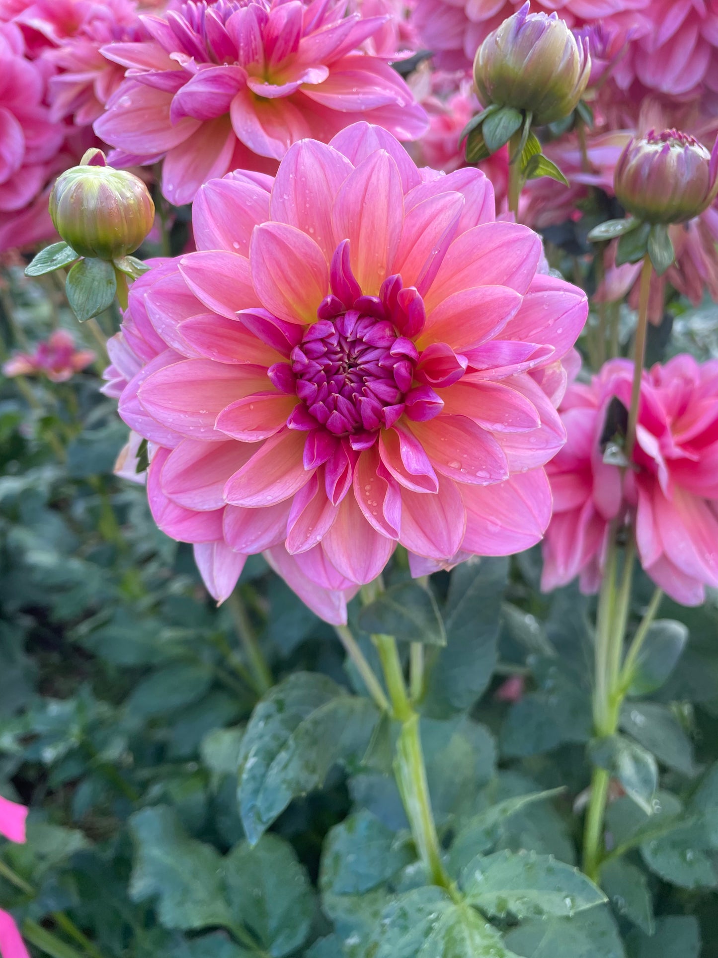 Southern Belle Dahlia Tuber