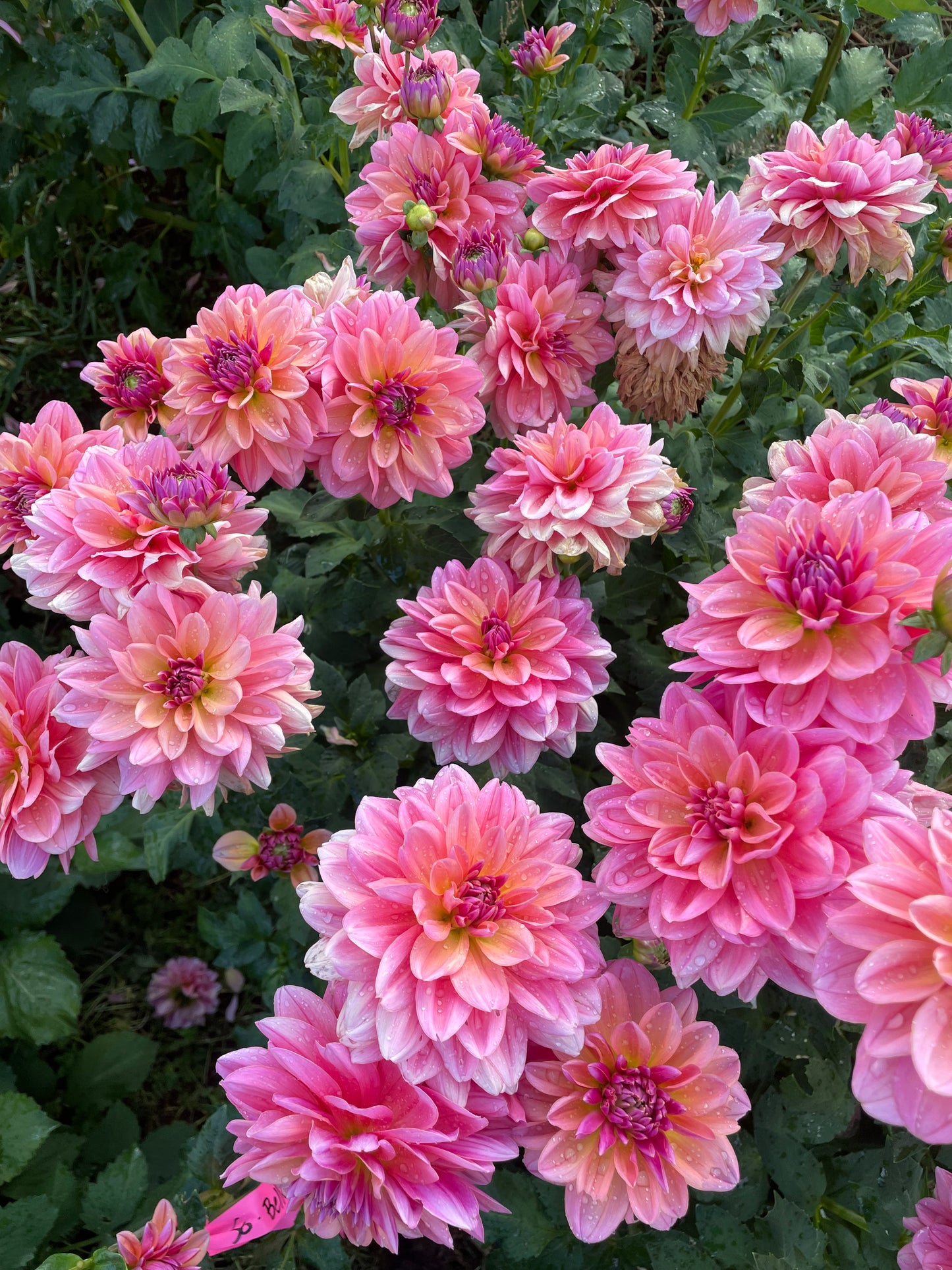 Southern Belle Dahlia Tuber
