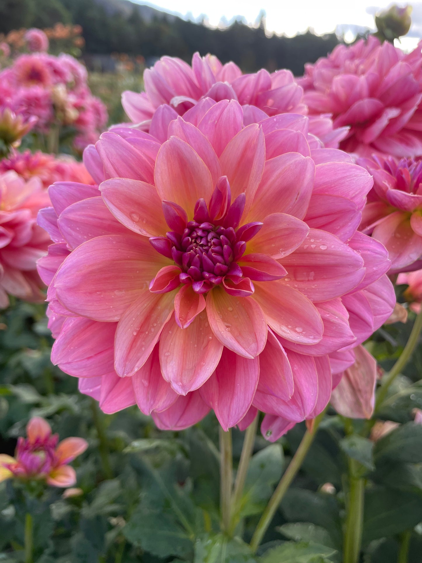 Southern Belle Dahlia Tuber
