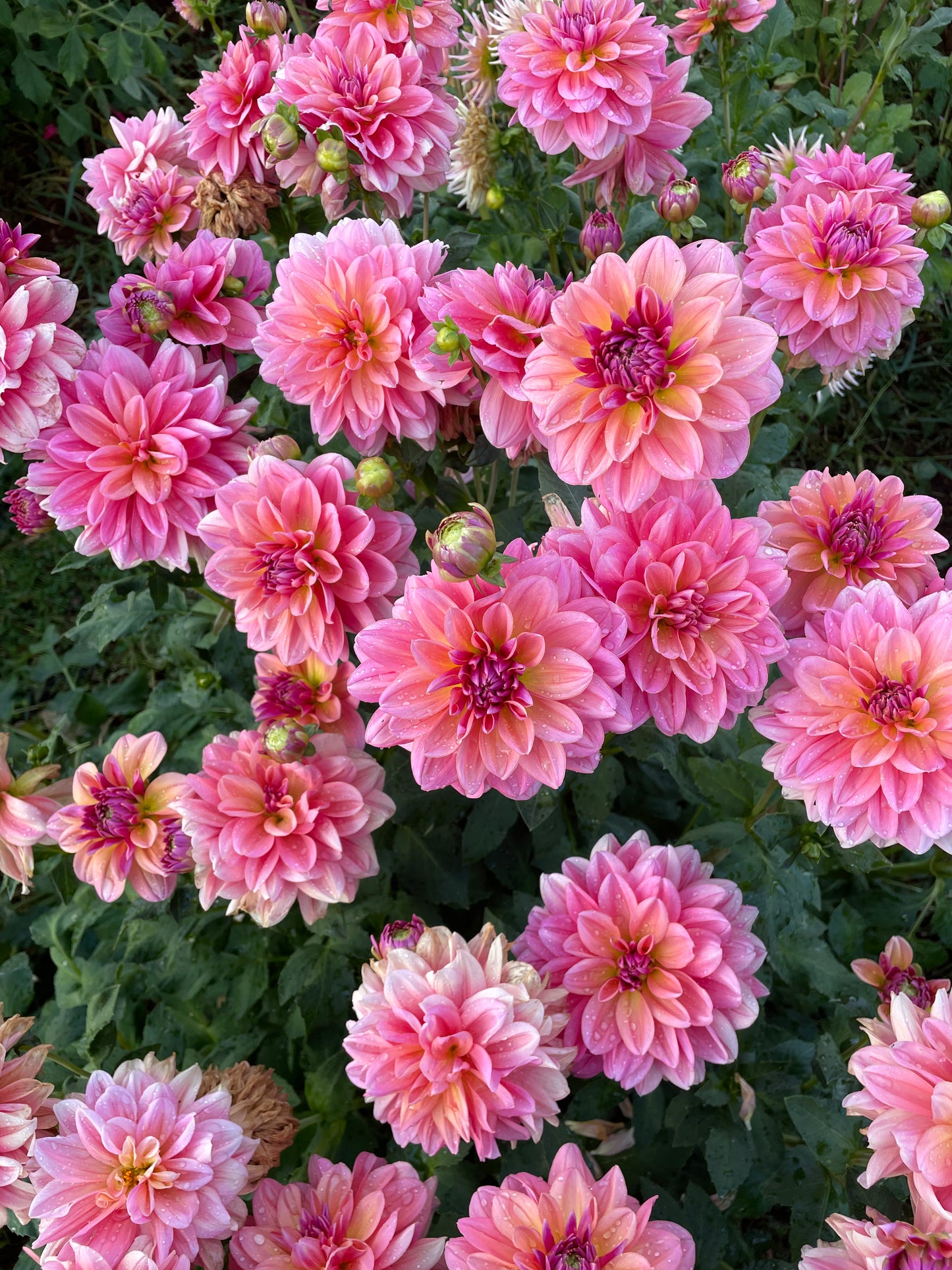 Southern Belle Dahlia Tuber