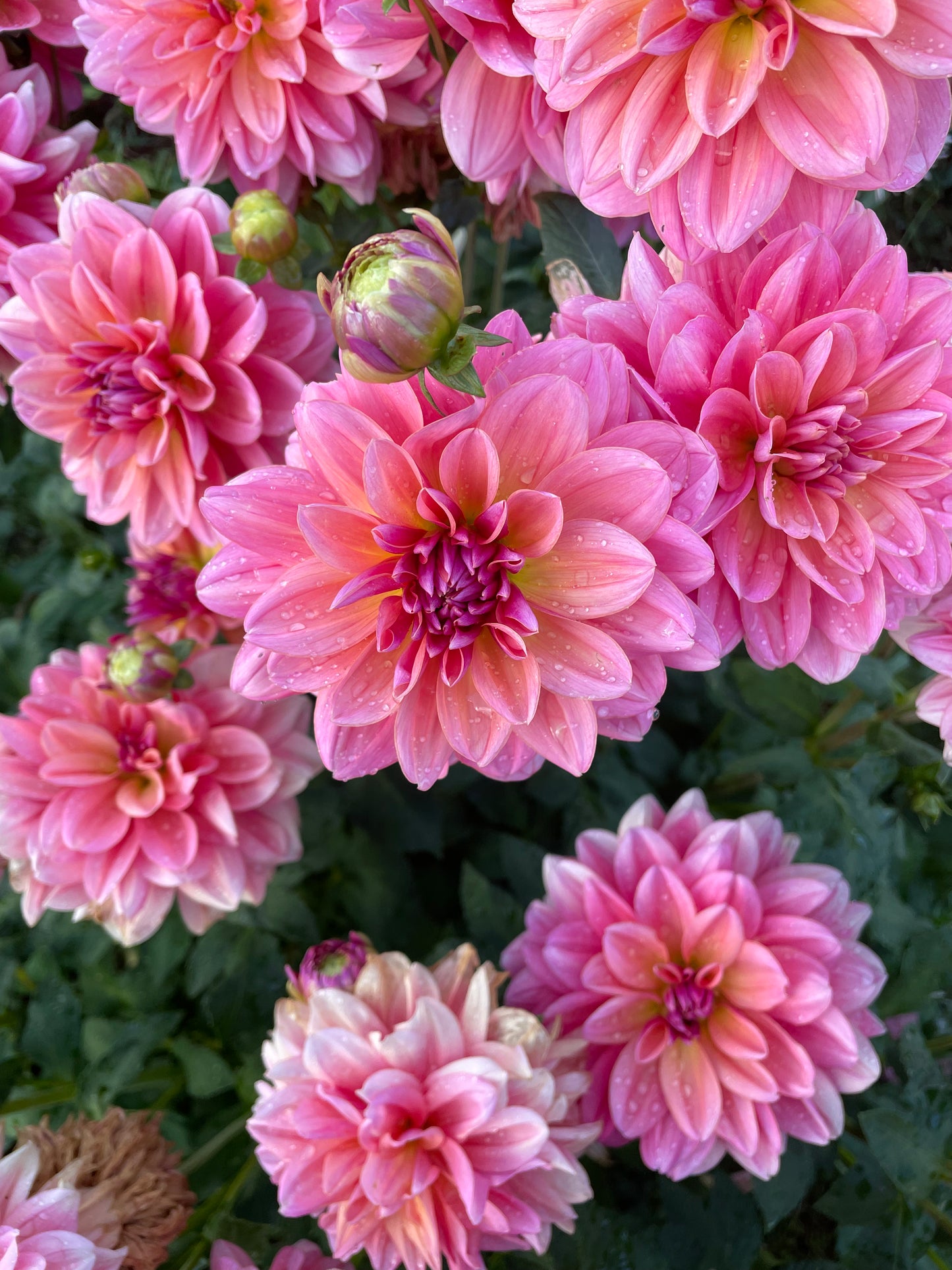 Southern Belle Dahlia Tuber
