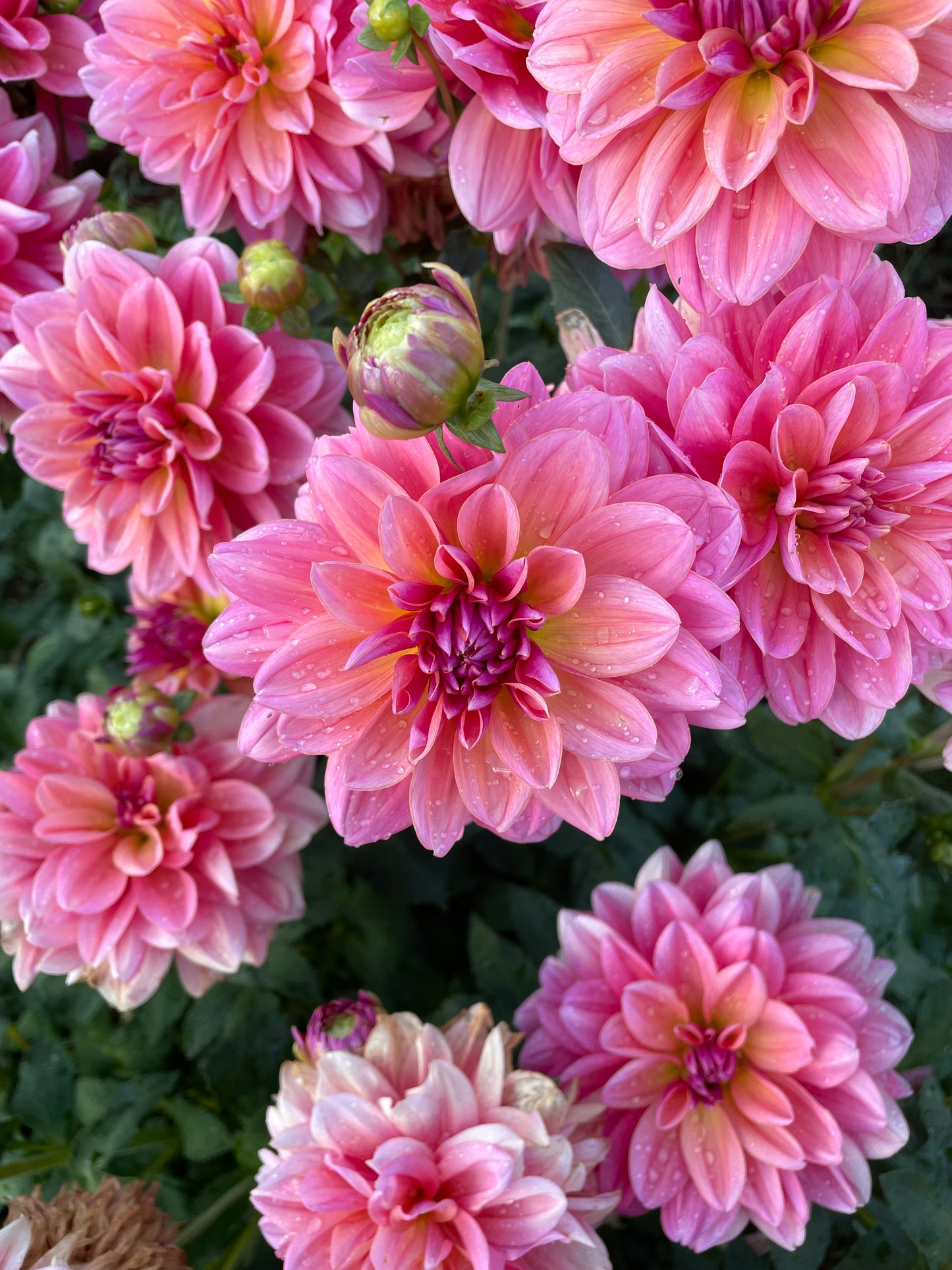 Southern Belle Dahlia Tuber