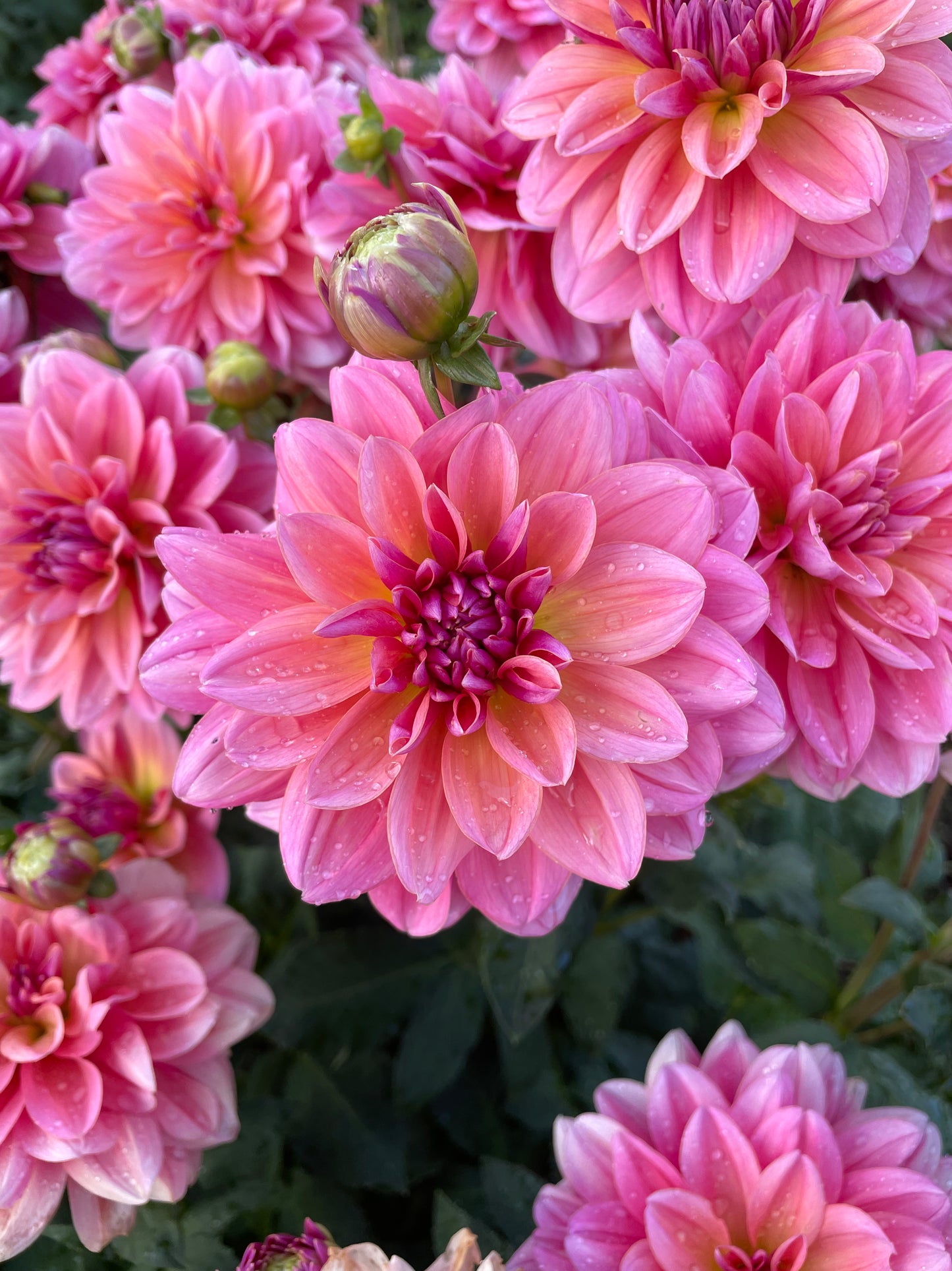 Southern Belle Dahlia Tuber